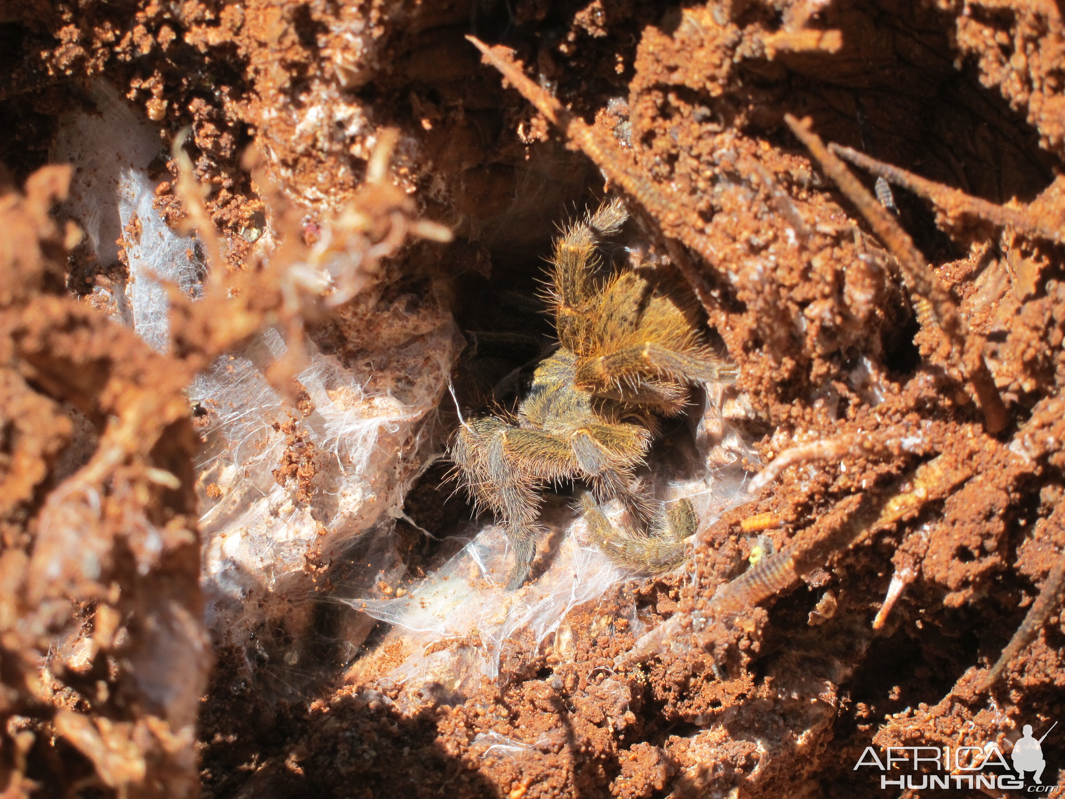 Tarantula Namibia