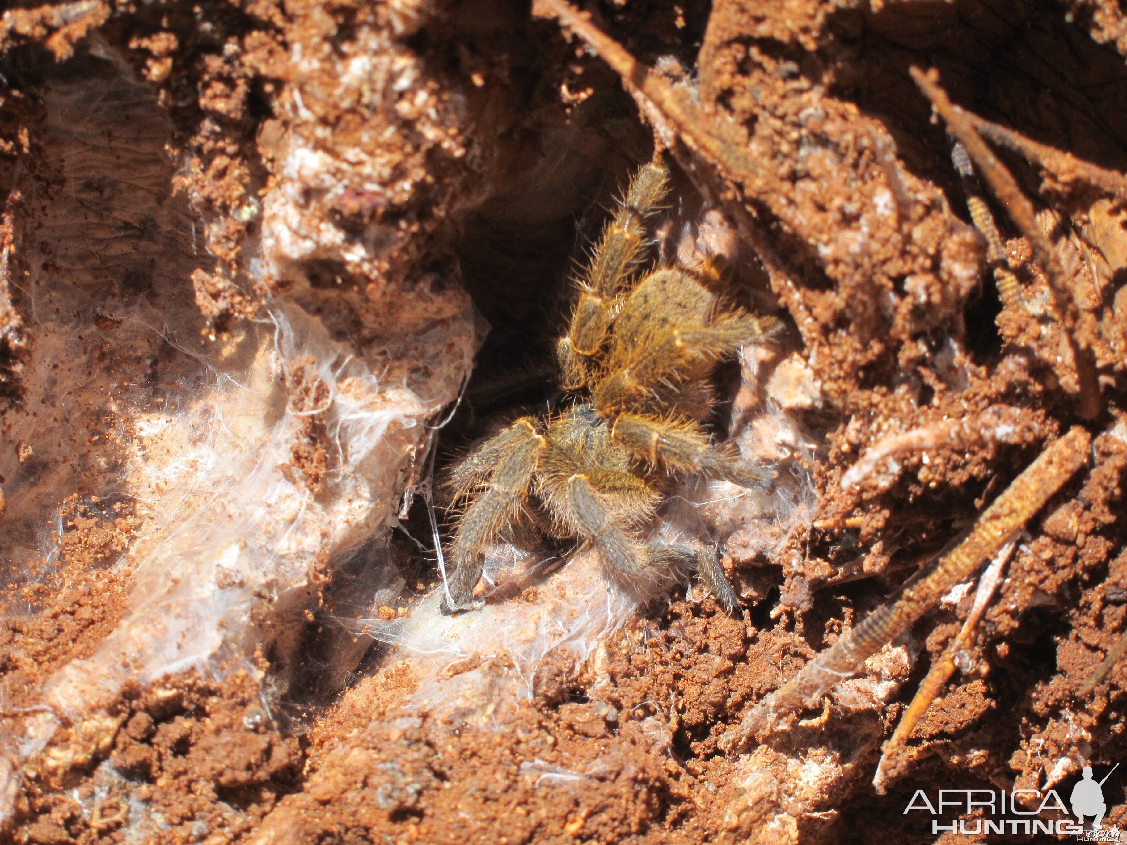 Tarantula Namibia