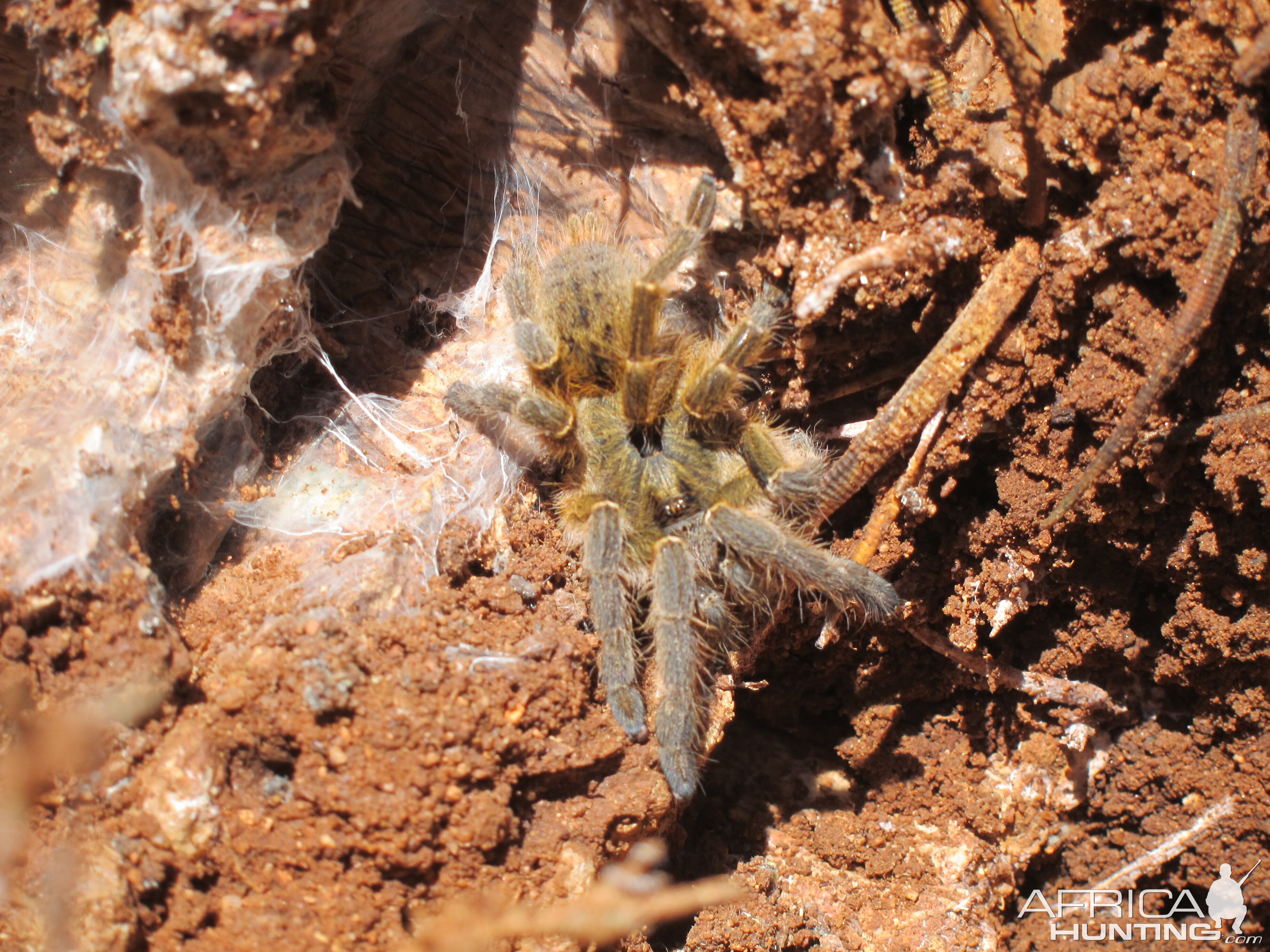 Tarantula Namibia