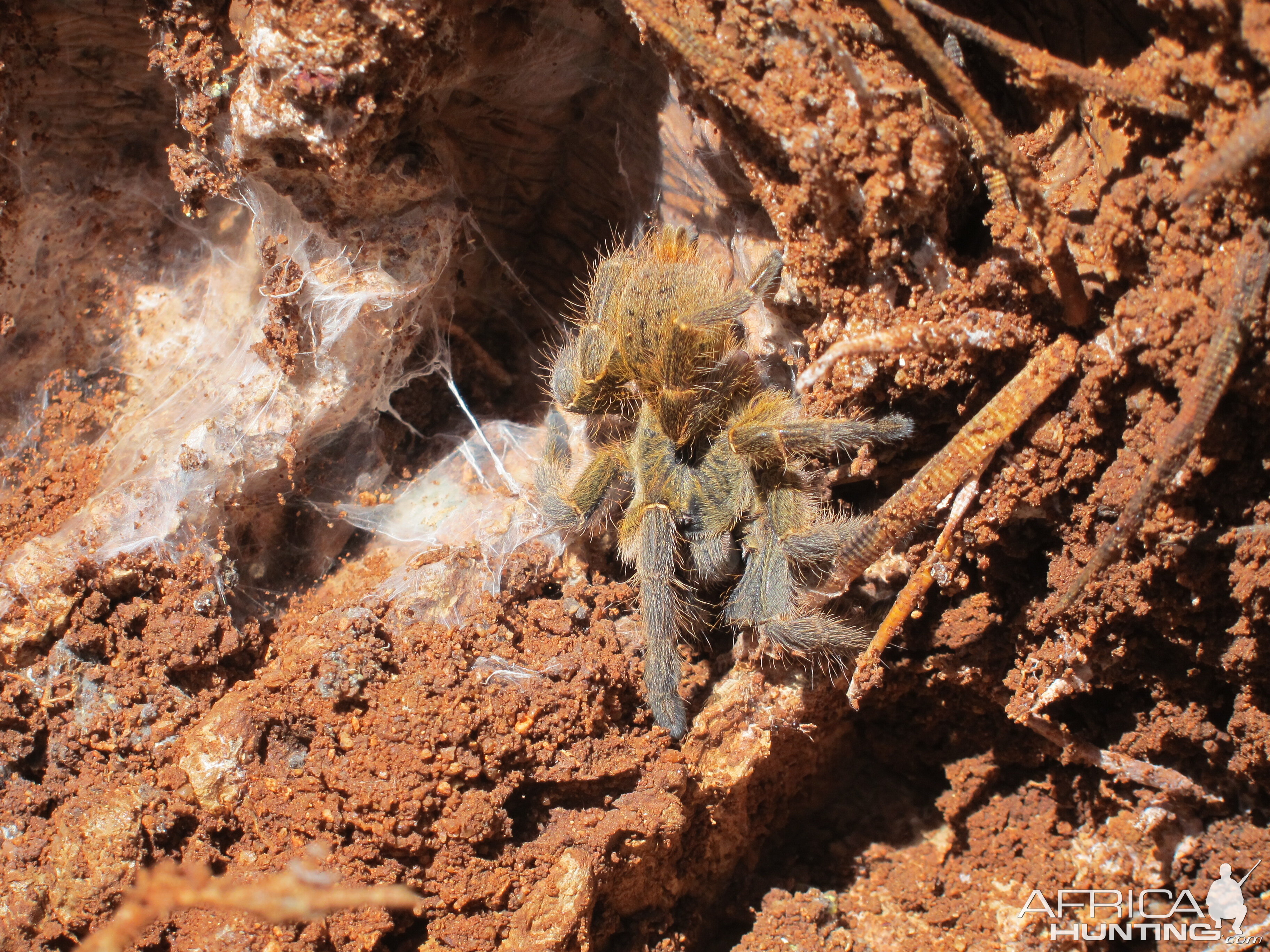 Tarantula Namibia