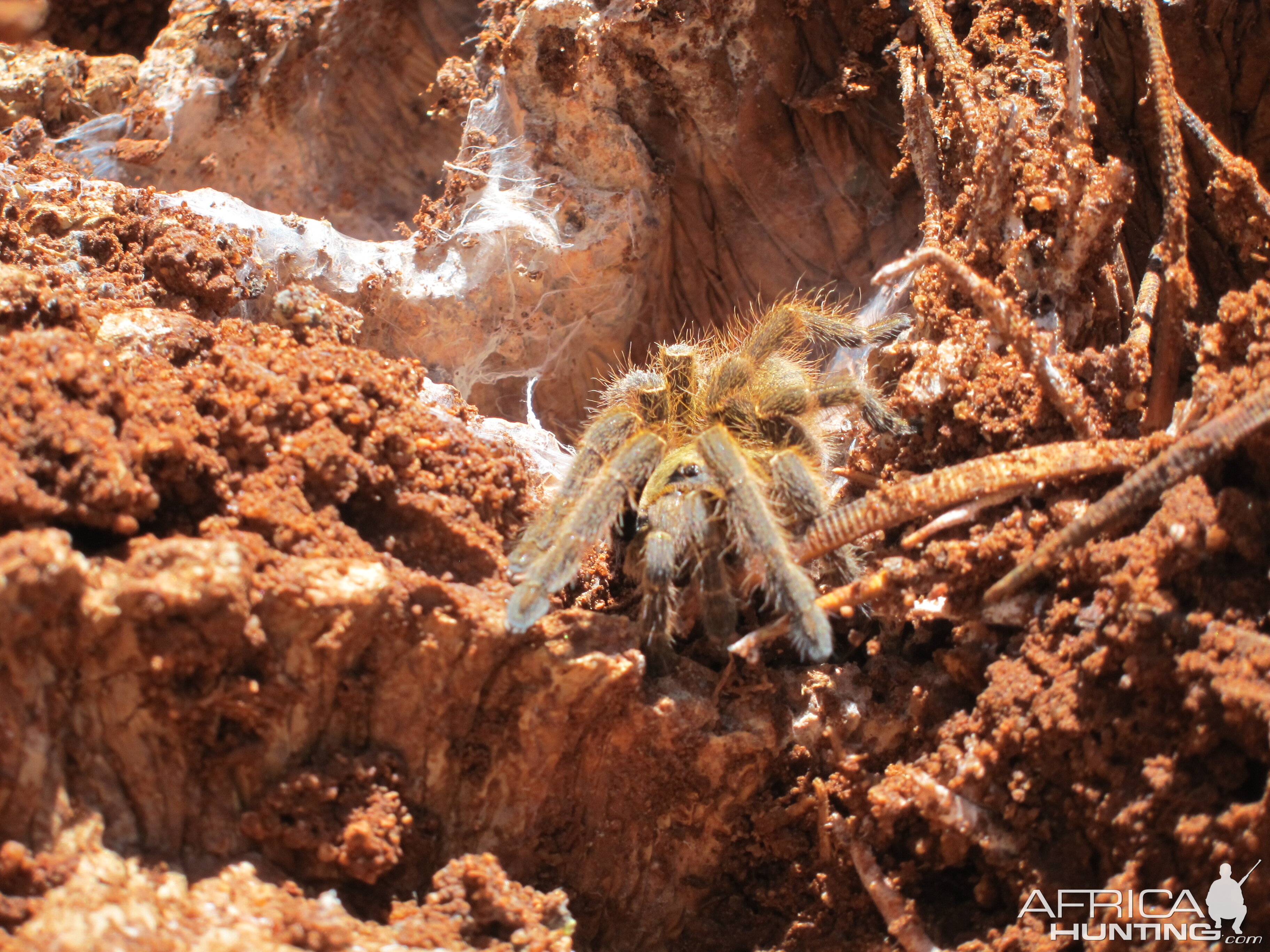 Tarantula Namibia