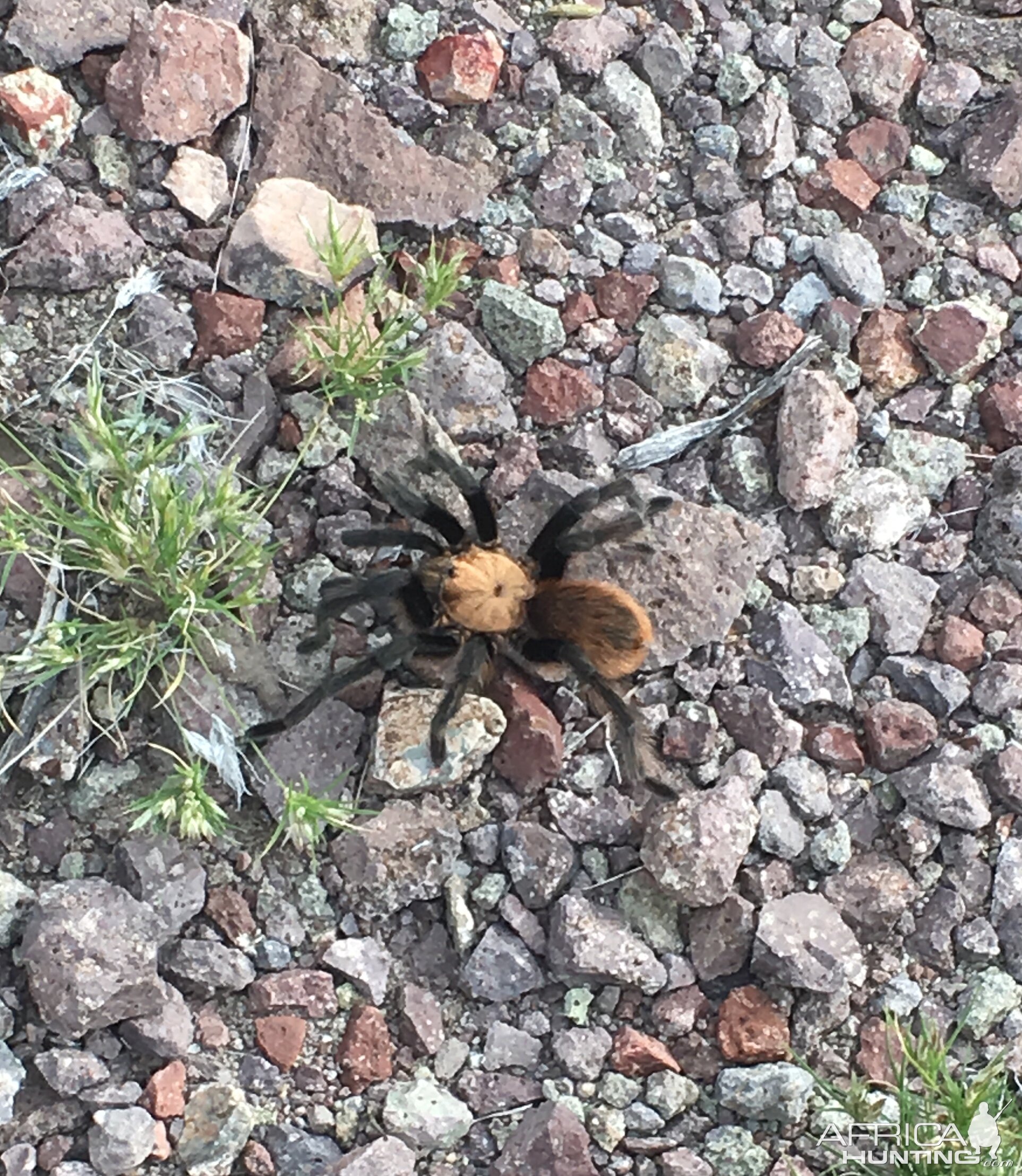 Tarantula West Texas USA