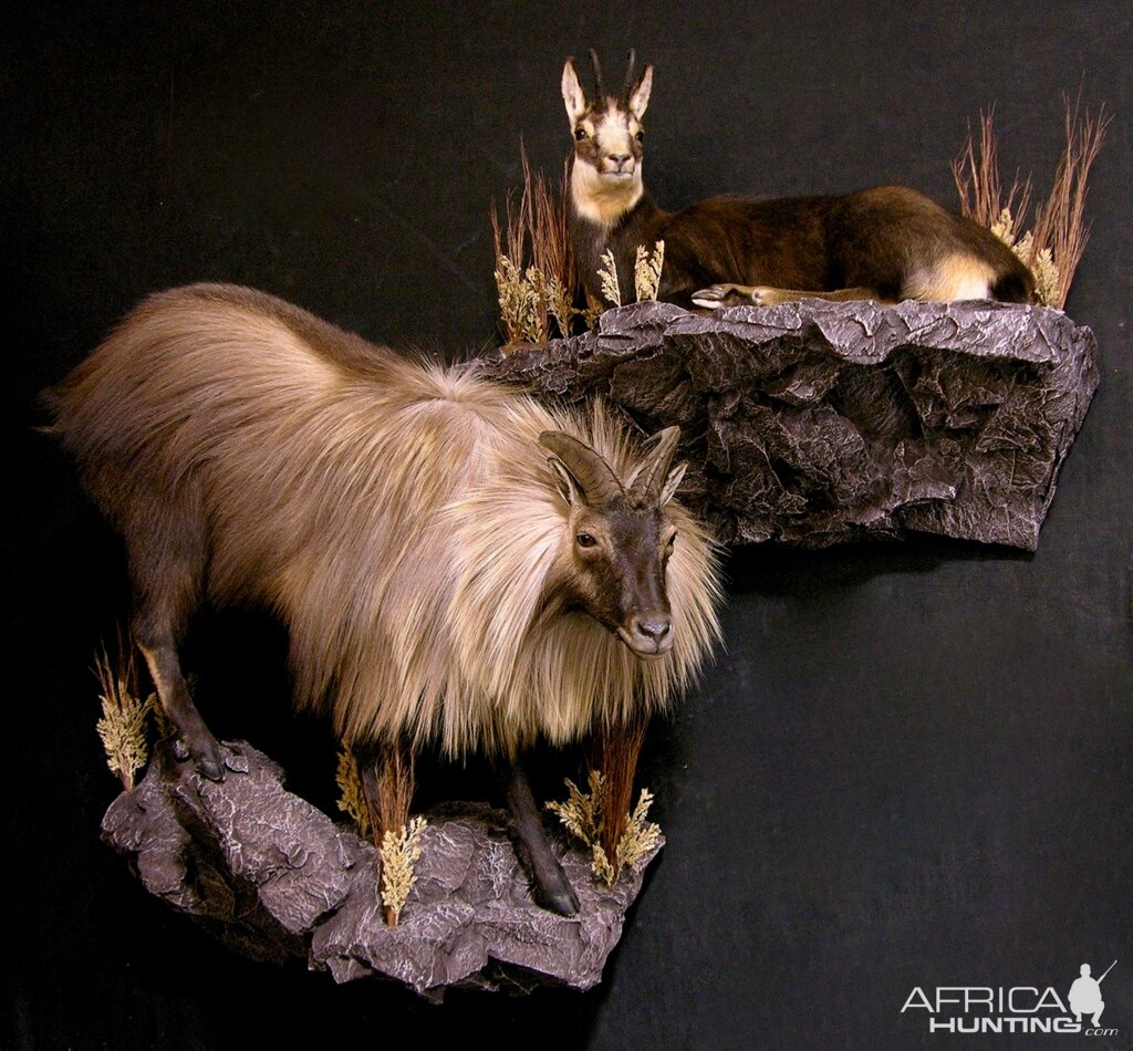 Tarh & Chamois Full Mount Taxidermy