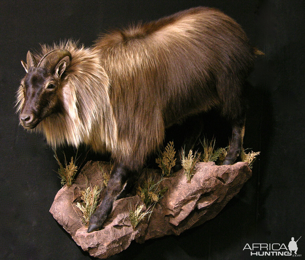 Tarh Full Mount Taxidermy