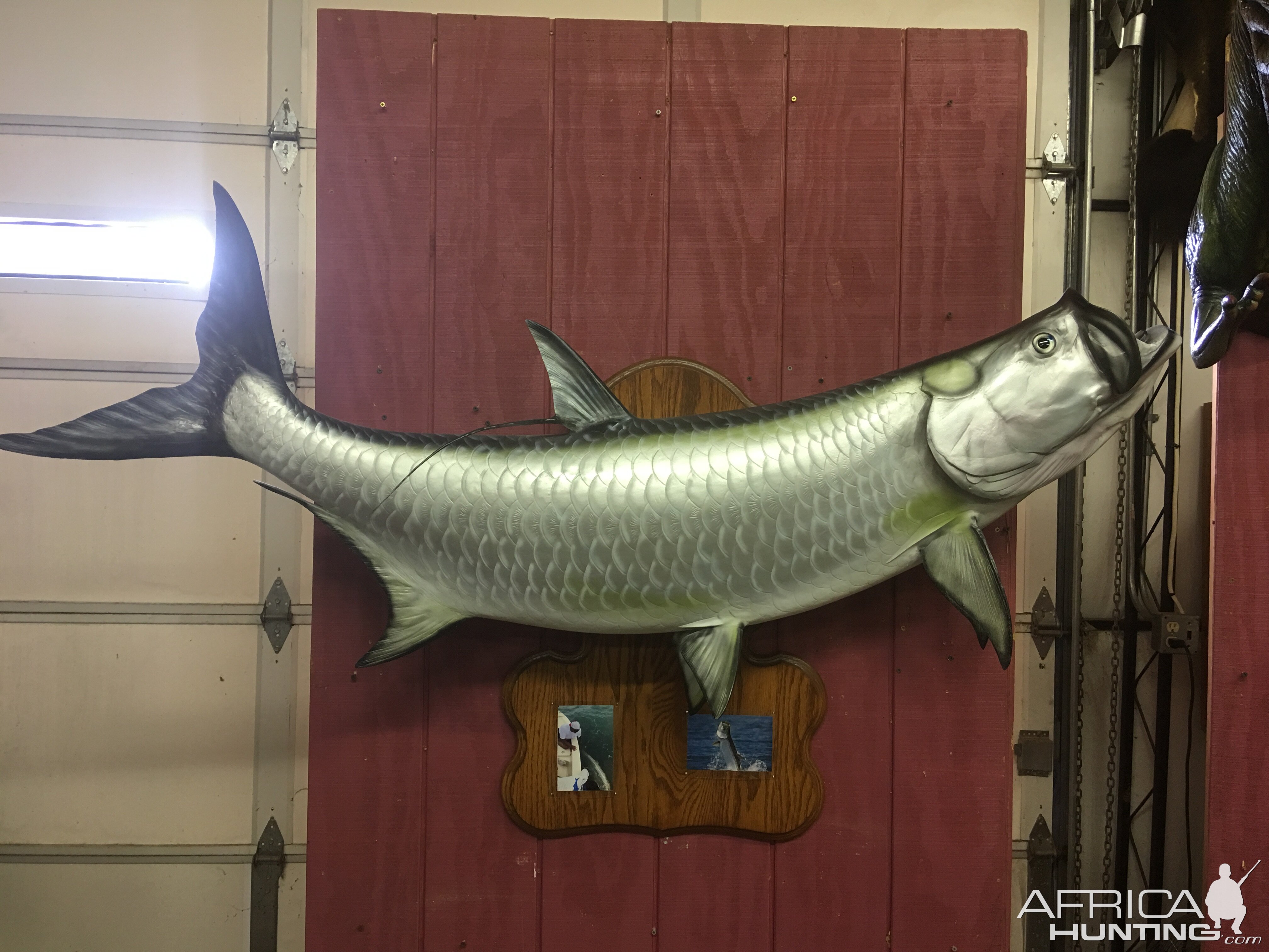 Tarpon Full Mount Taxidermy