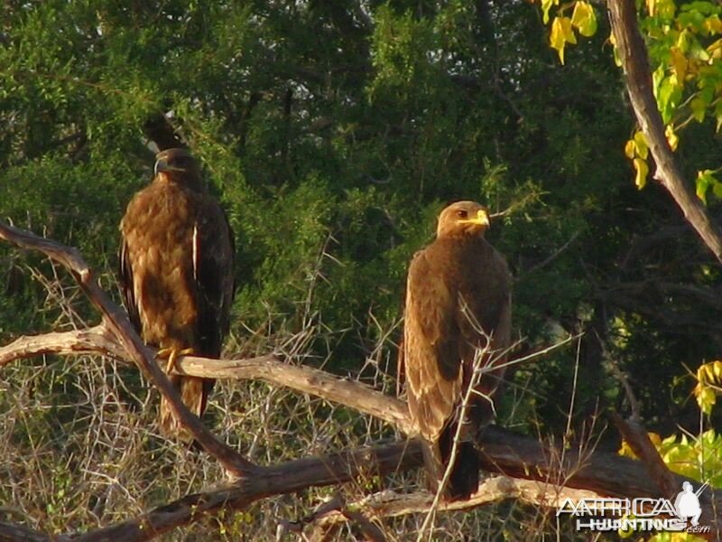 Tawny Eagles