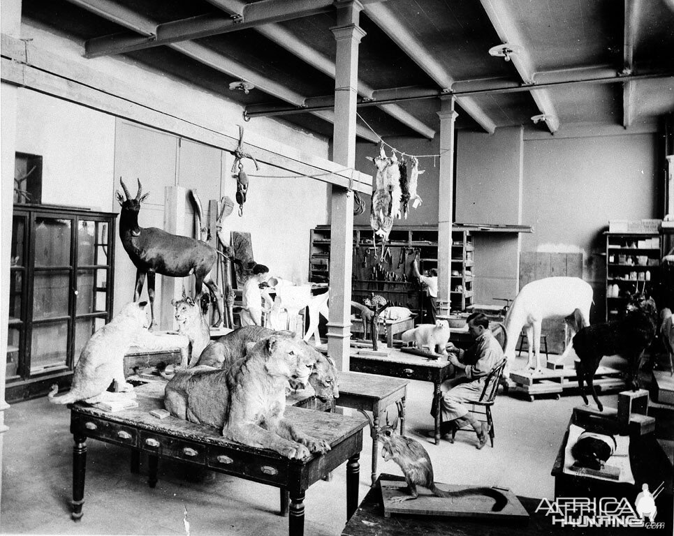 Taxidermist at Work on Roosevelt Safari Specimens