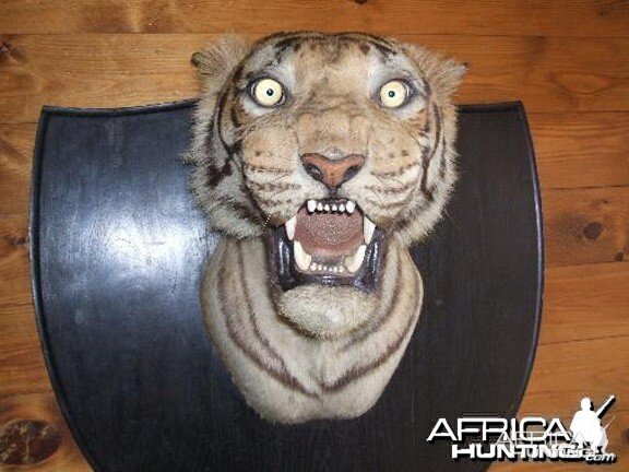 Taxidermist Van Ingen & Van Ingen Tiger Head