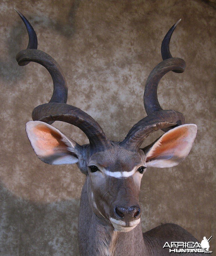 Taxidermy 62 inch Kudu