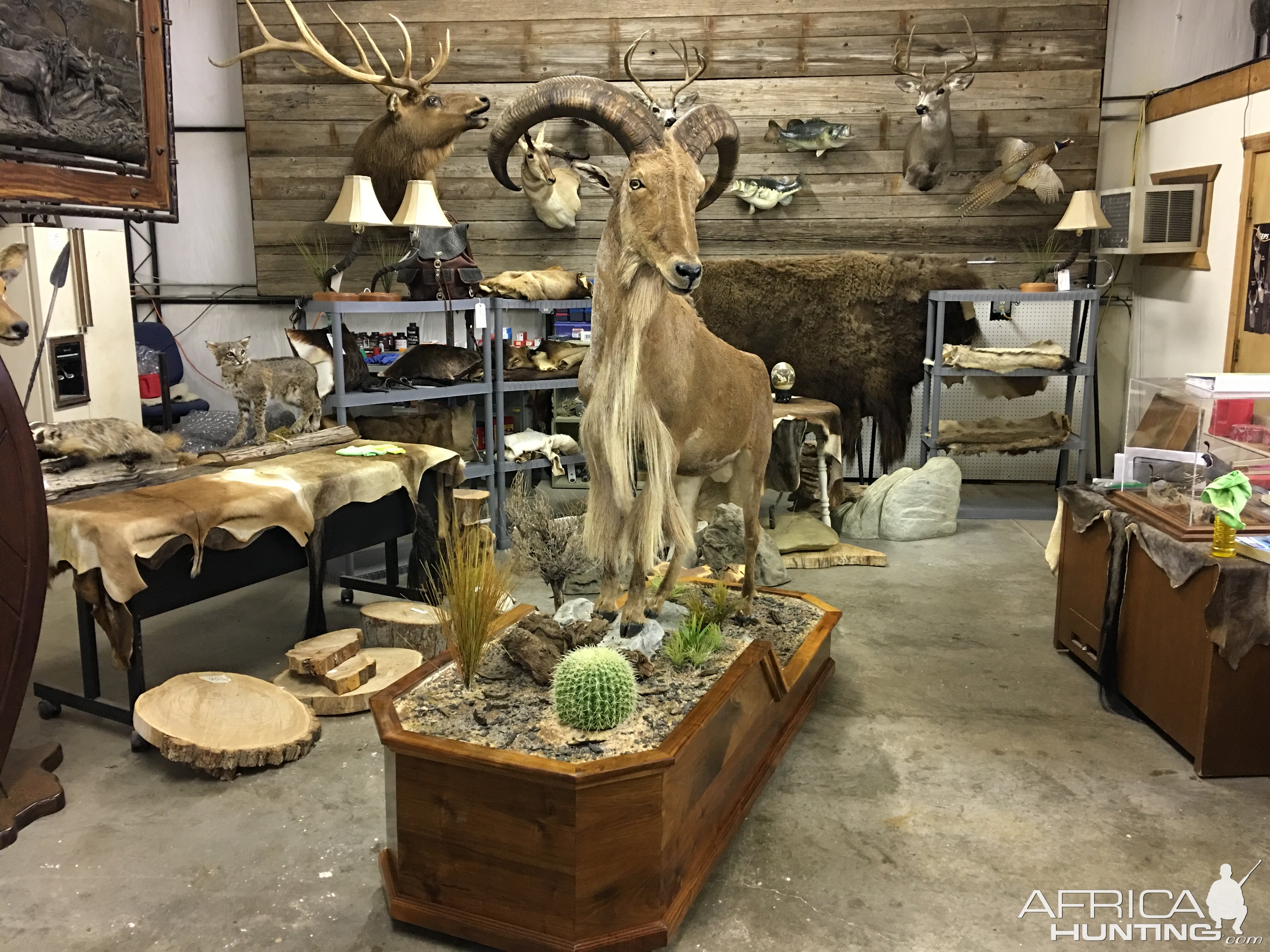 Taxidermy Aoudad Full Mount