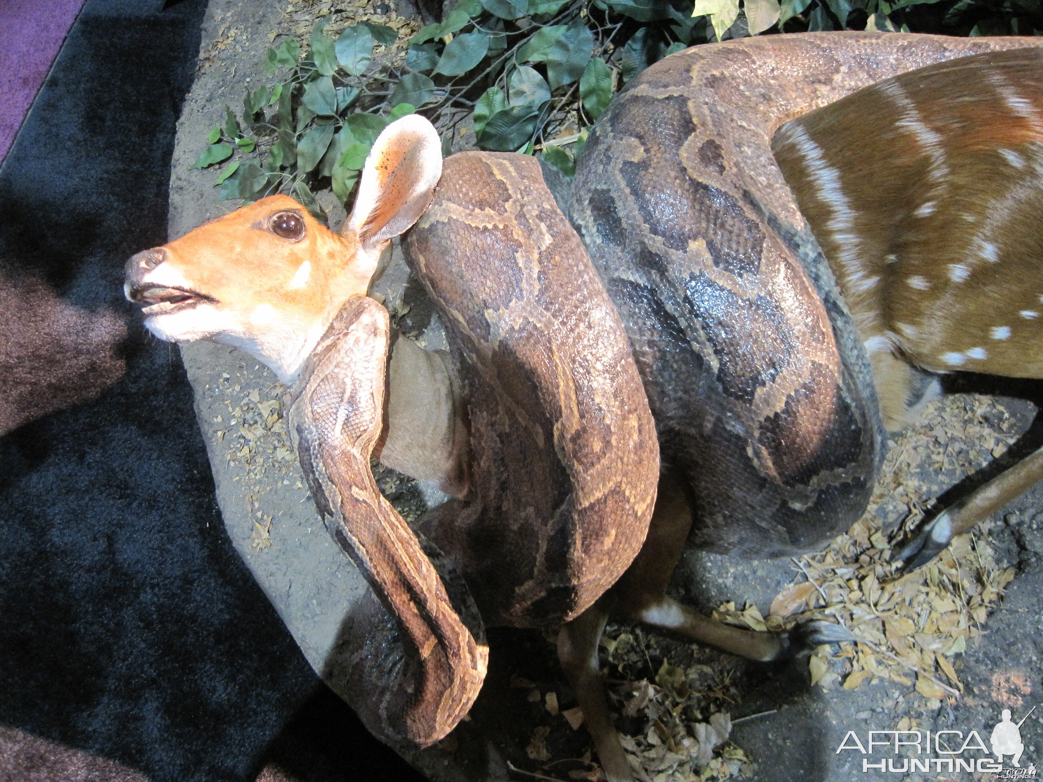 Taxidermy at Safari Club International Convention