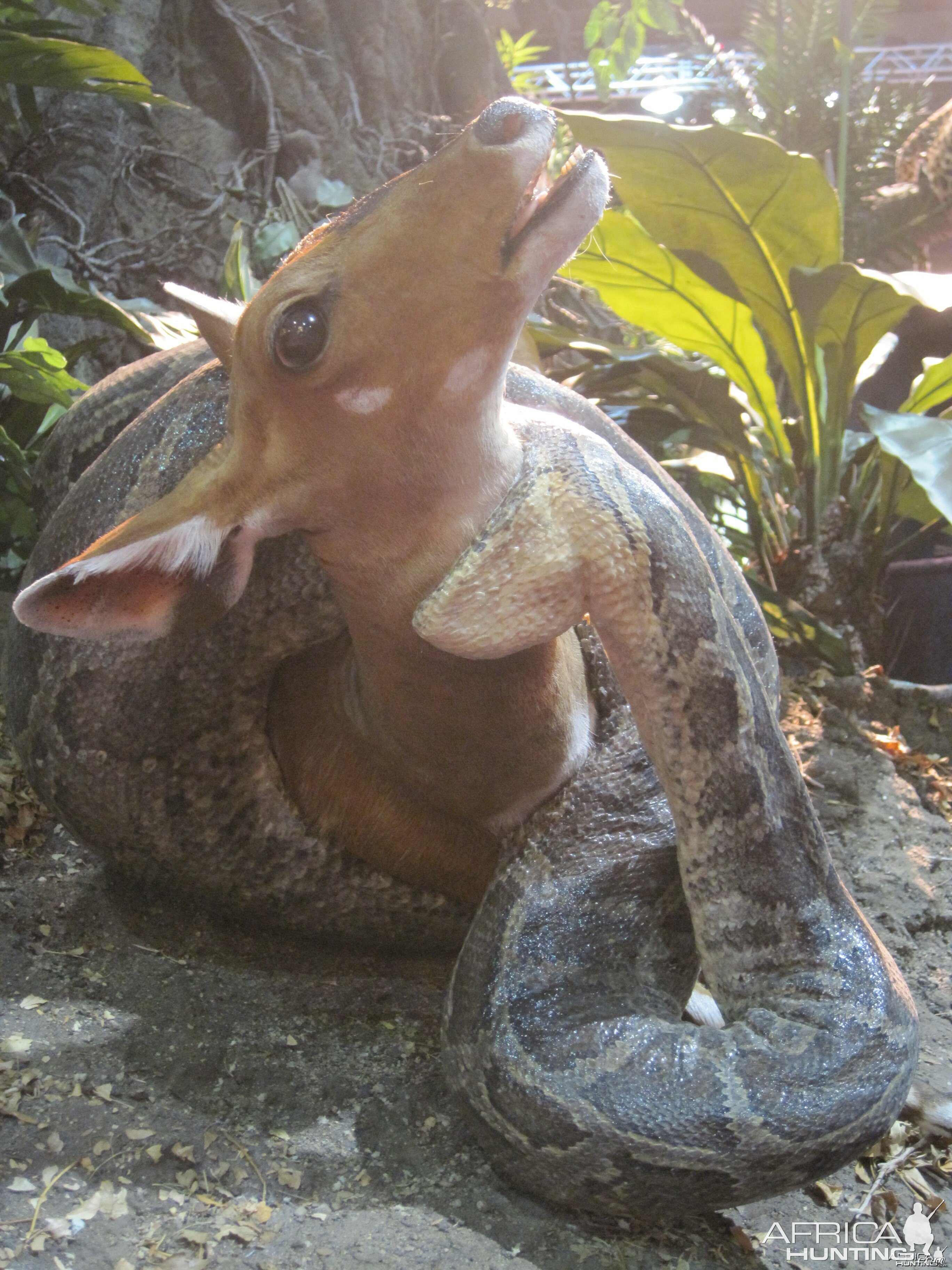 Taxidermy at Safari Club International Convention