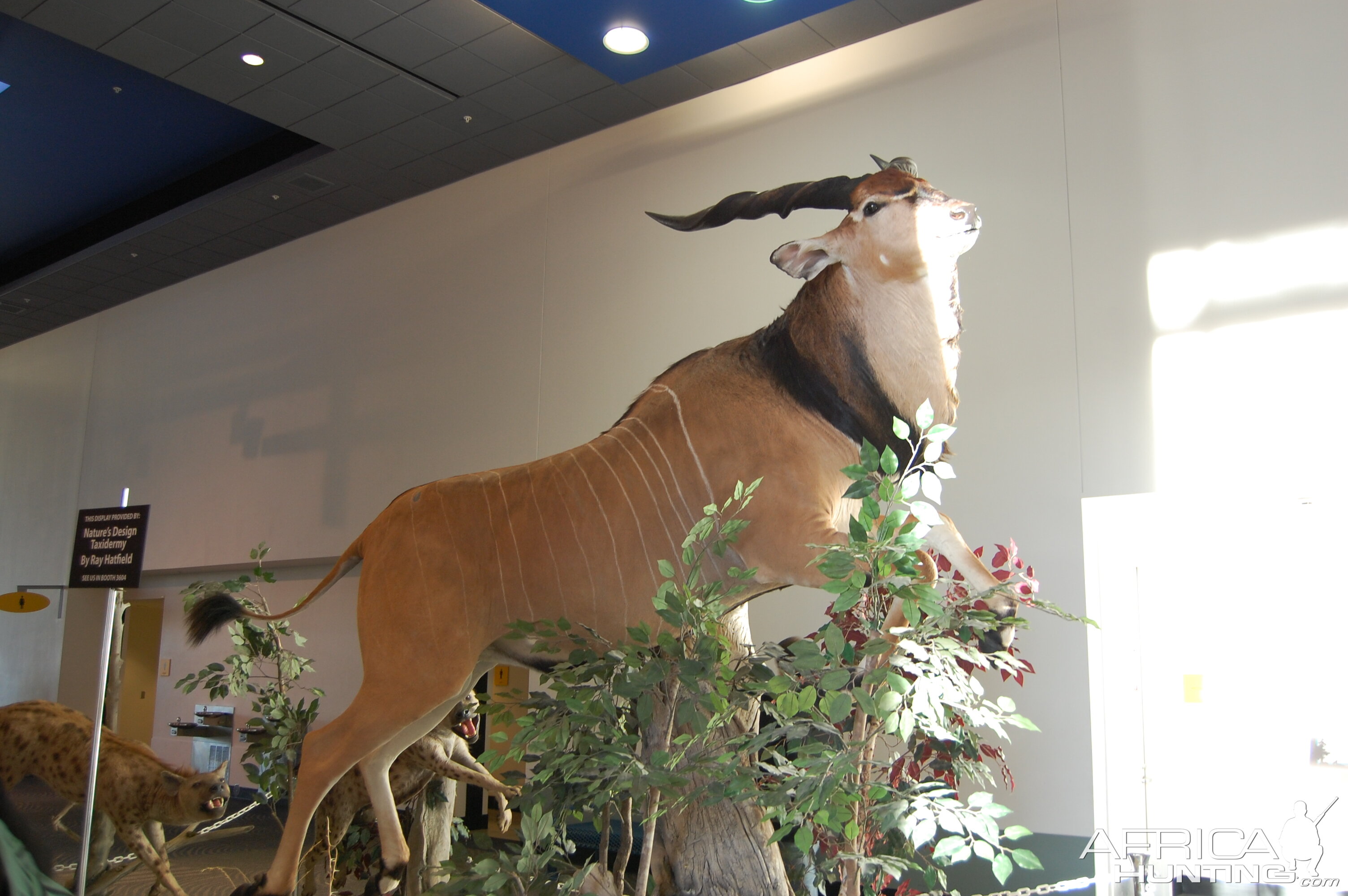 Taxidermy at Safari Club International Convention