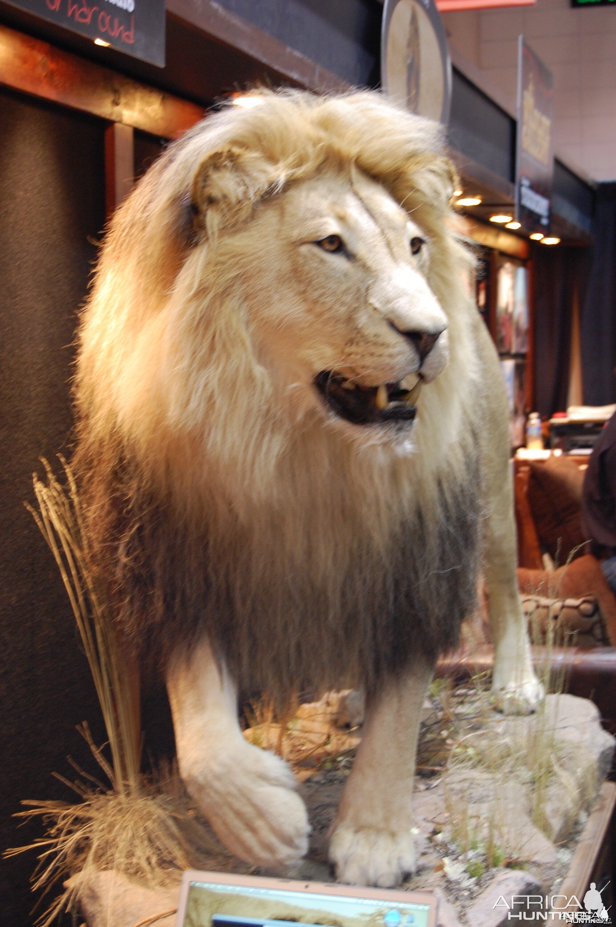 Taxidermy at Safari Club International Convention