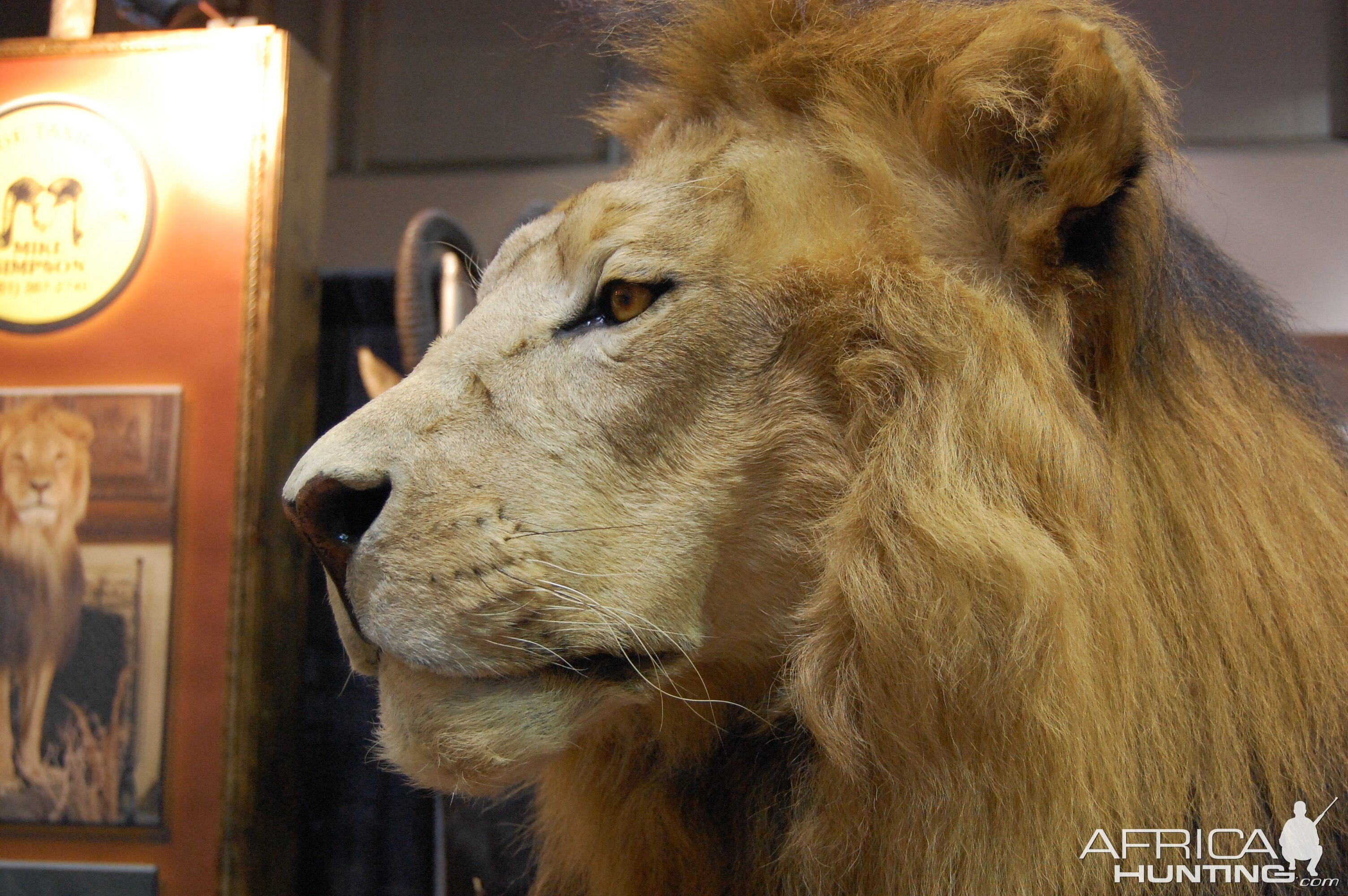 Taxidermy at Safari Club International Convention