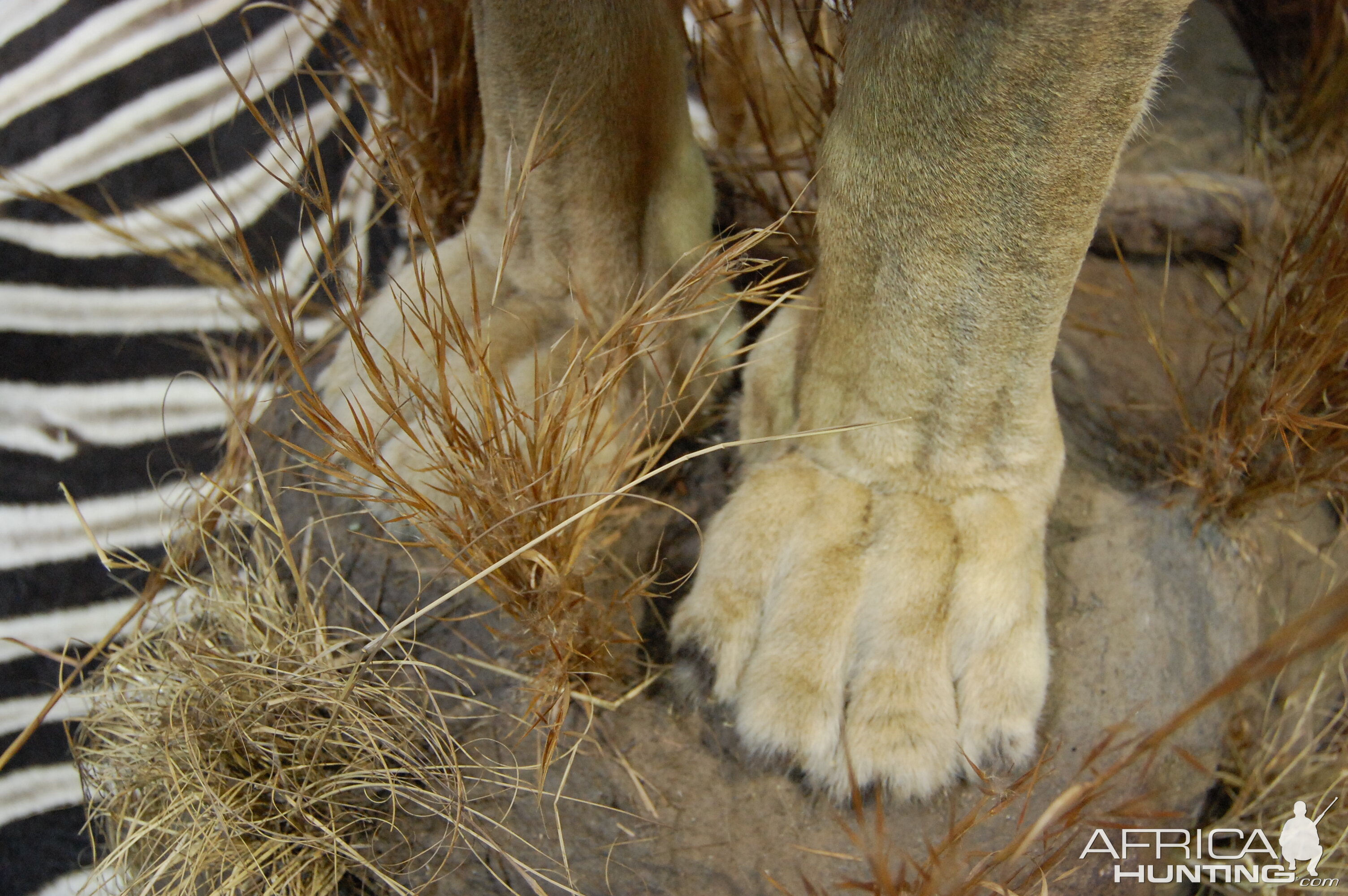 Taxidermy at Safari Club International Convention