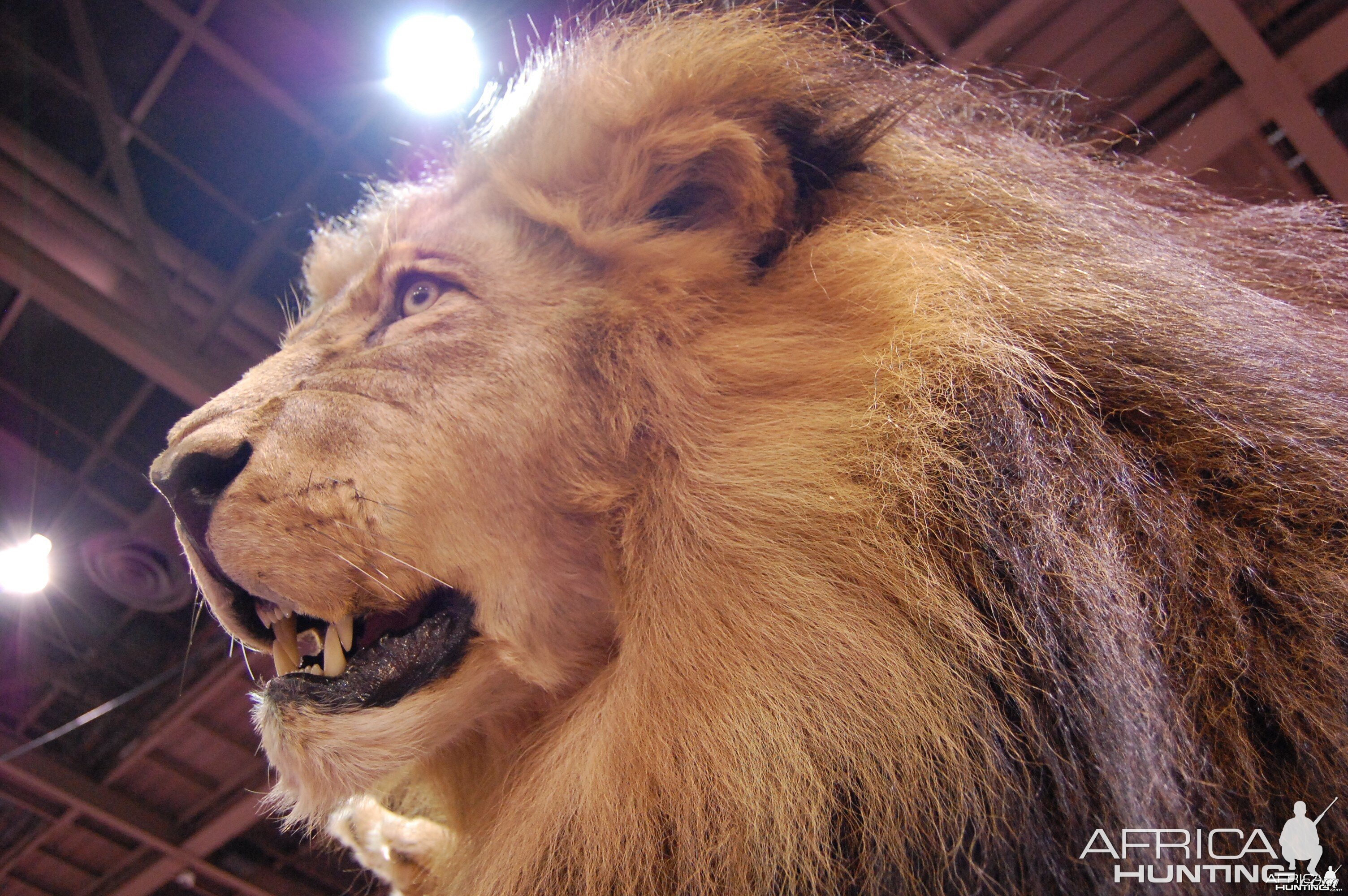 Taxidermy at Safari Club International Convention