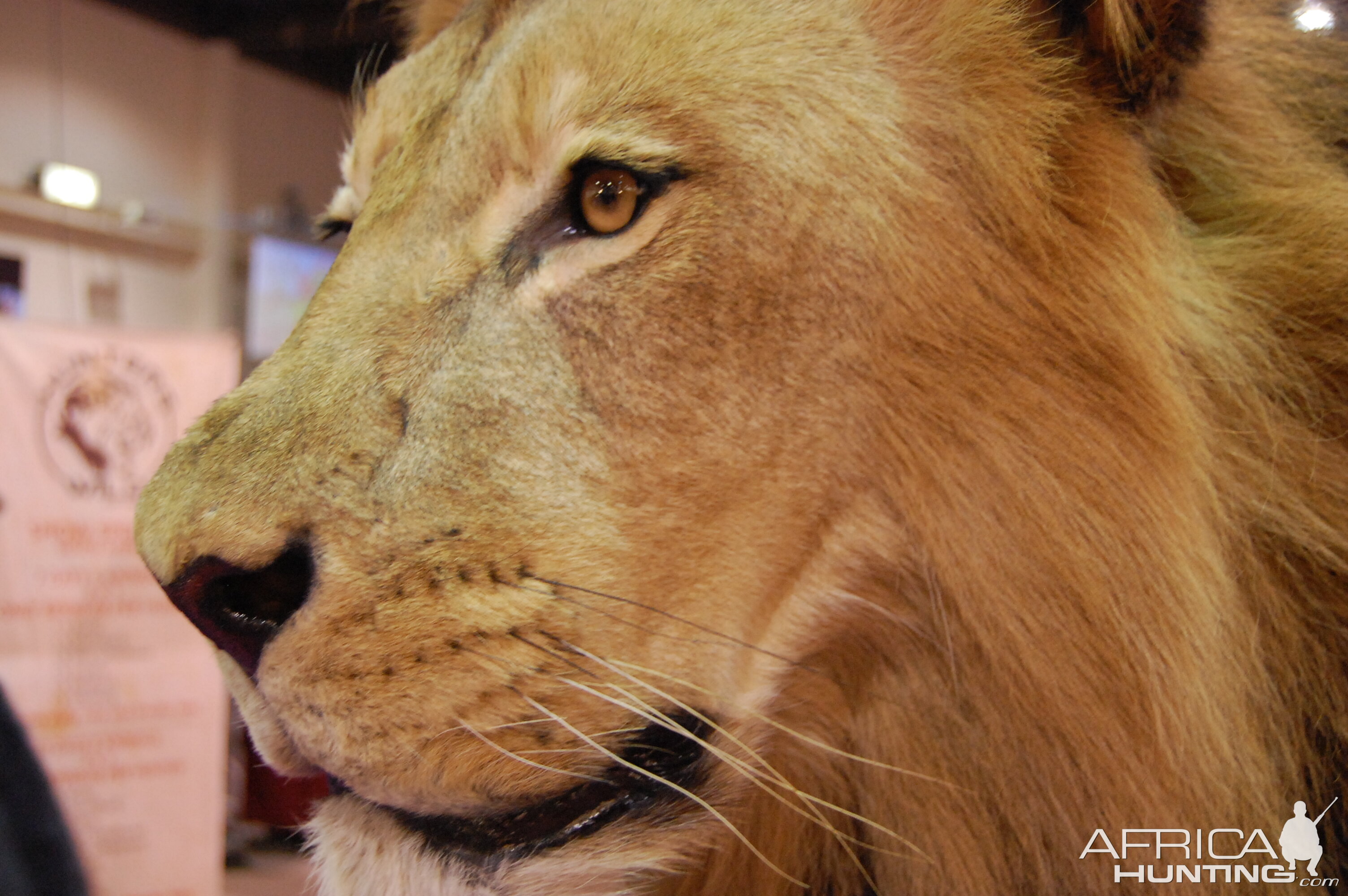 Taxidermy at Safari Club International Convention