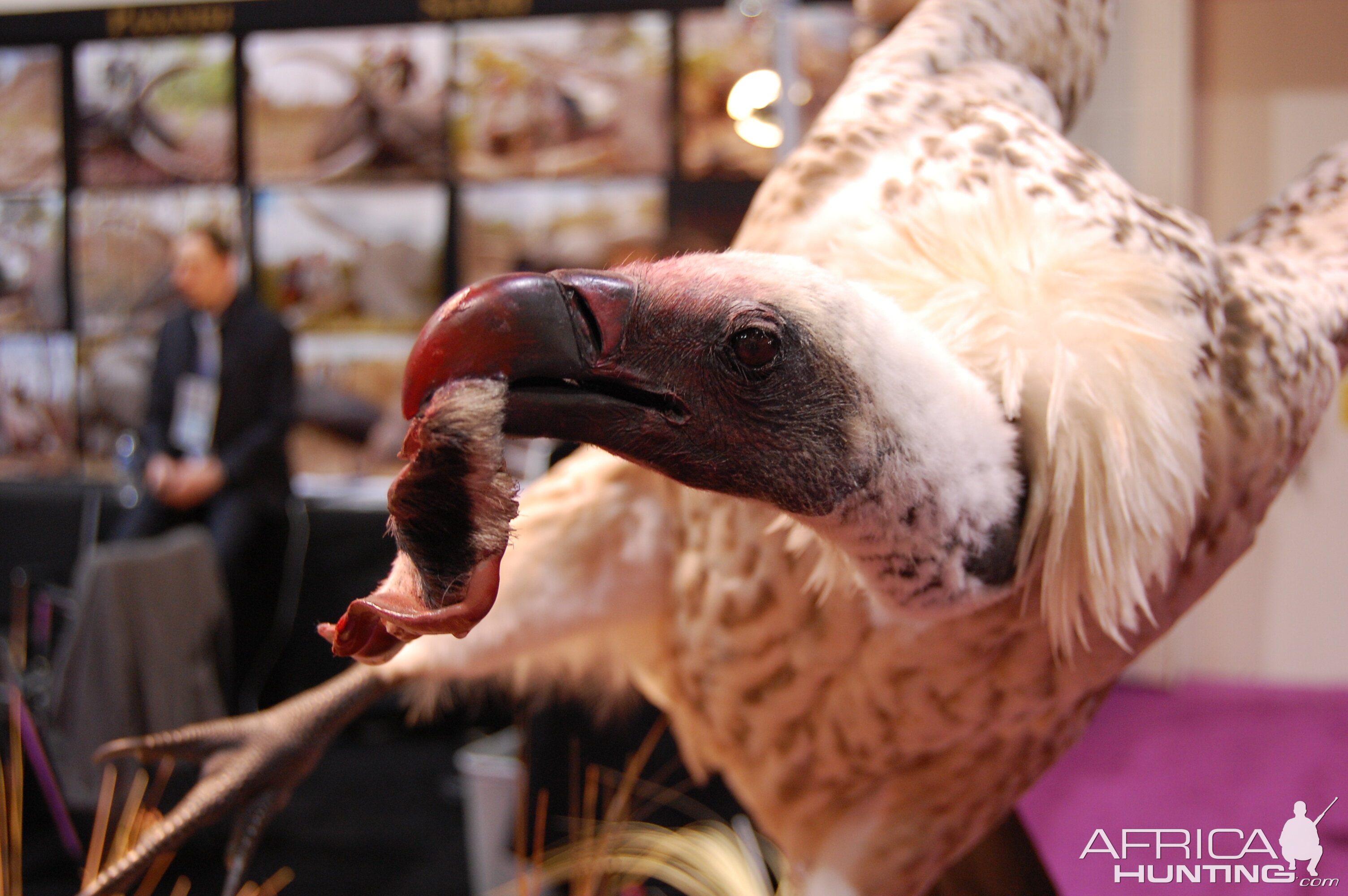 Taxidermy at Safari Club International Convention