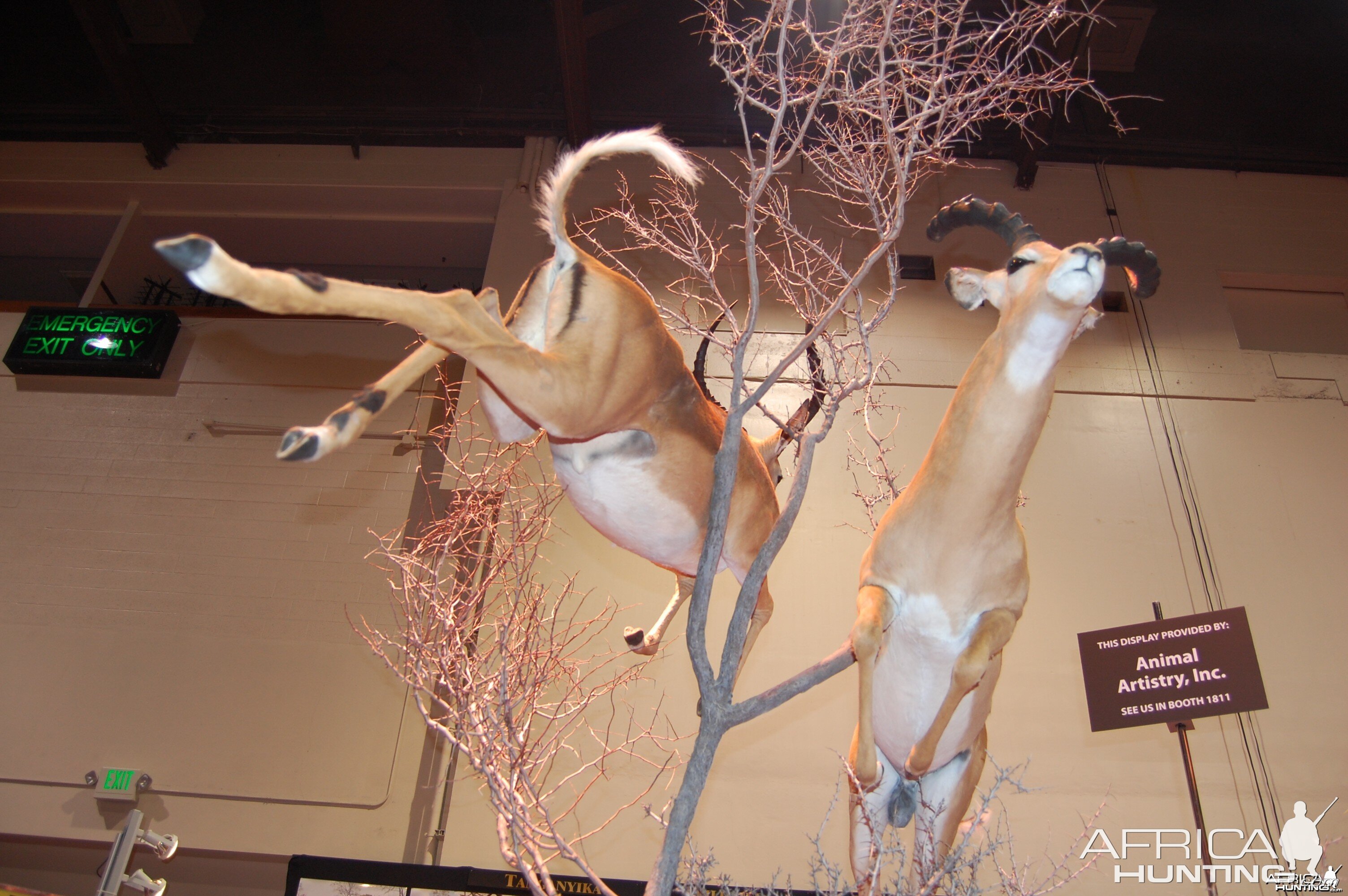 Taxidermy at Safari Club International Convention