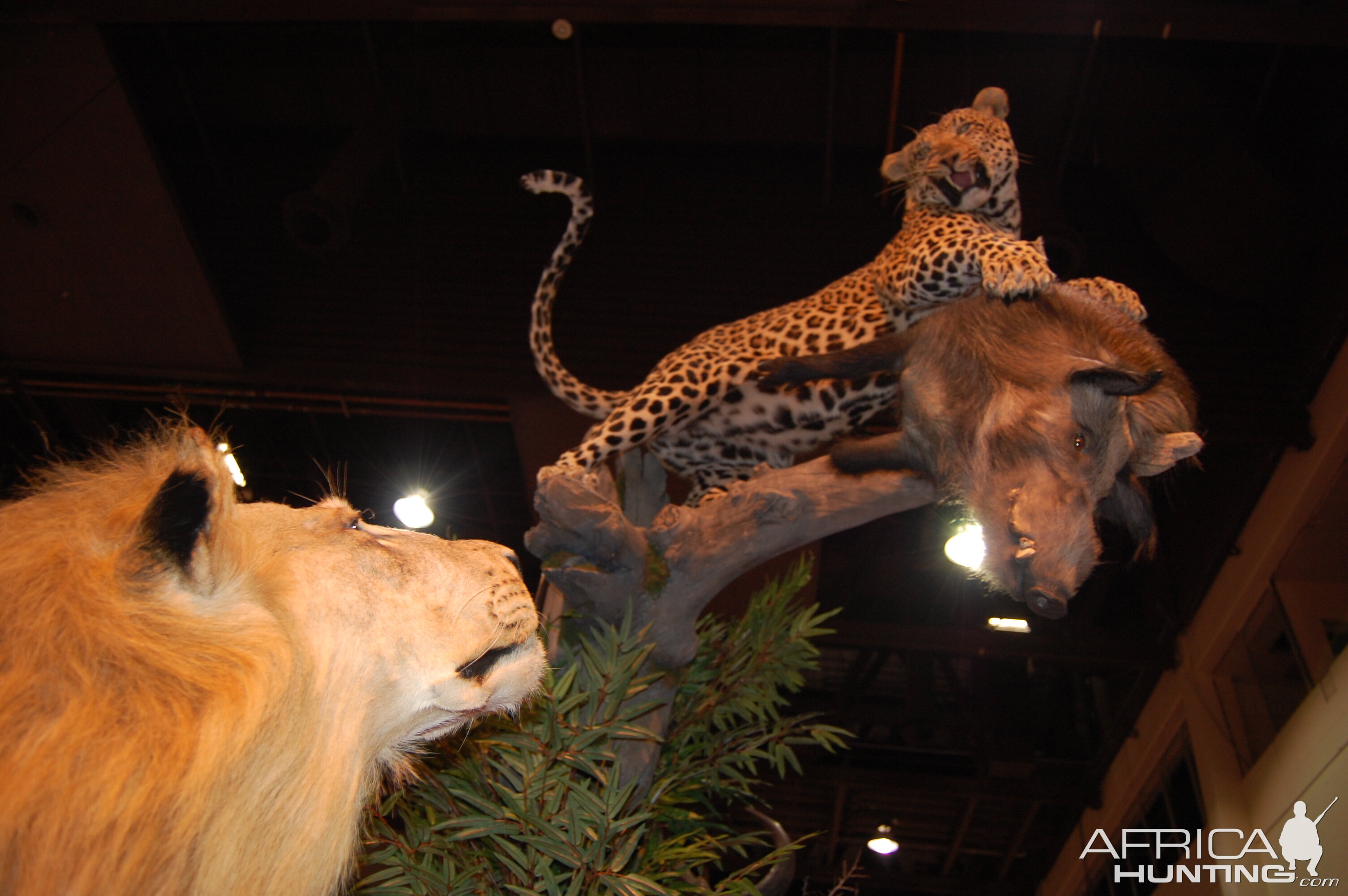 Taxidermy at Safari Club International Convention