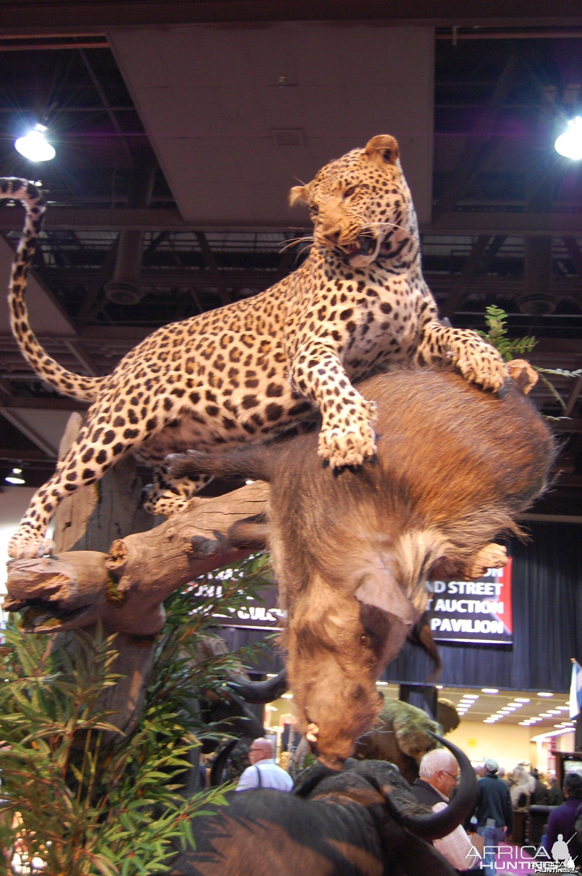 Taxidermy at Safari Club International Convention