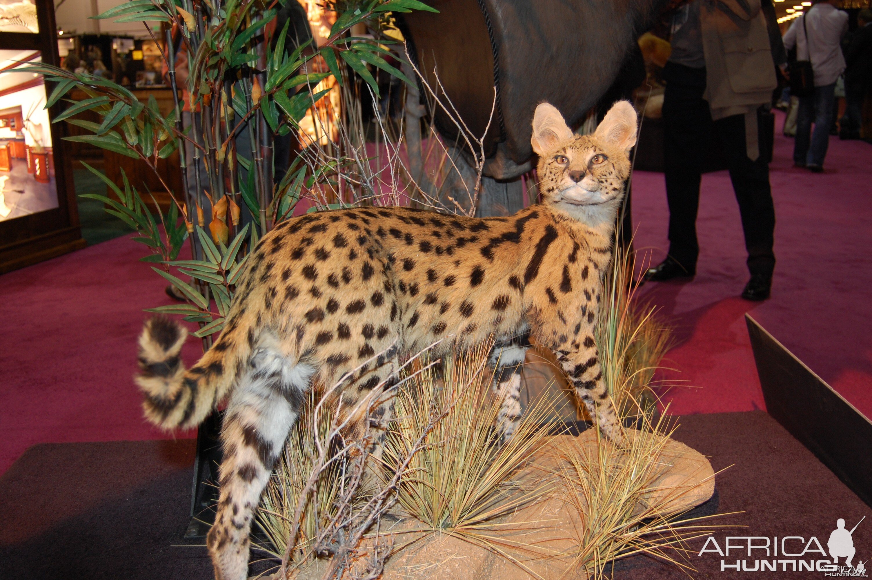 Taxidermy at Safari Club International Convention