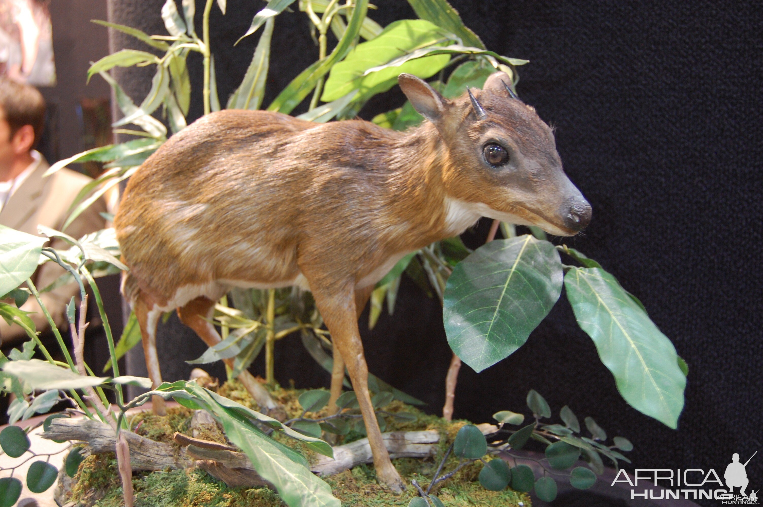 Taxidermy at Safari Club International Convention