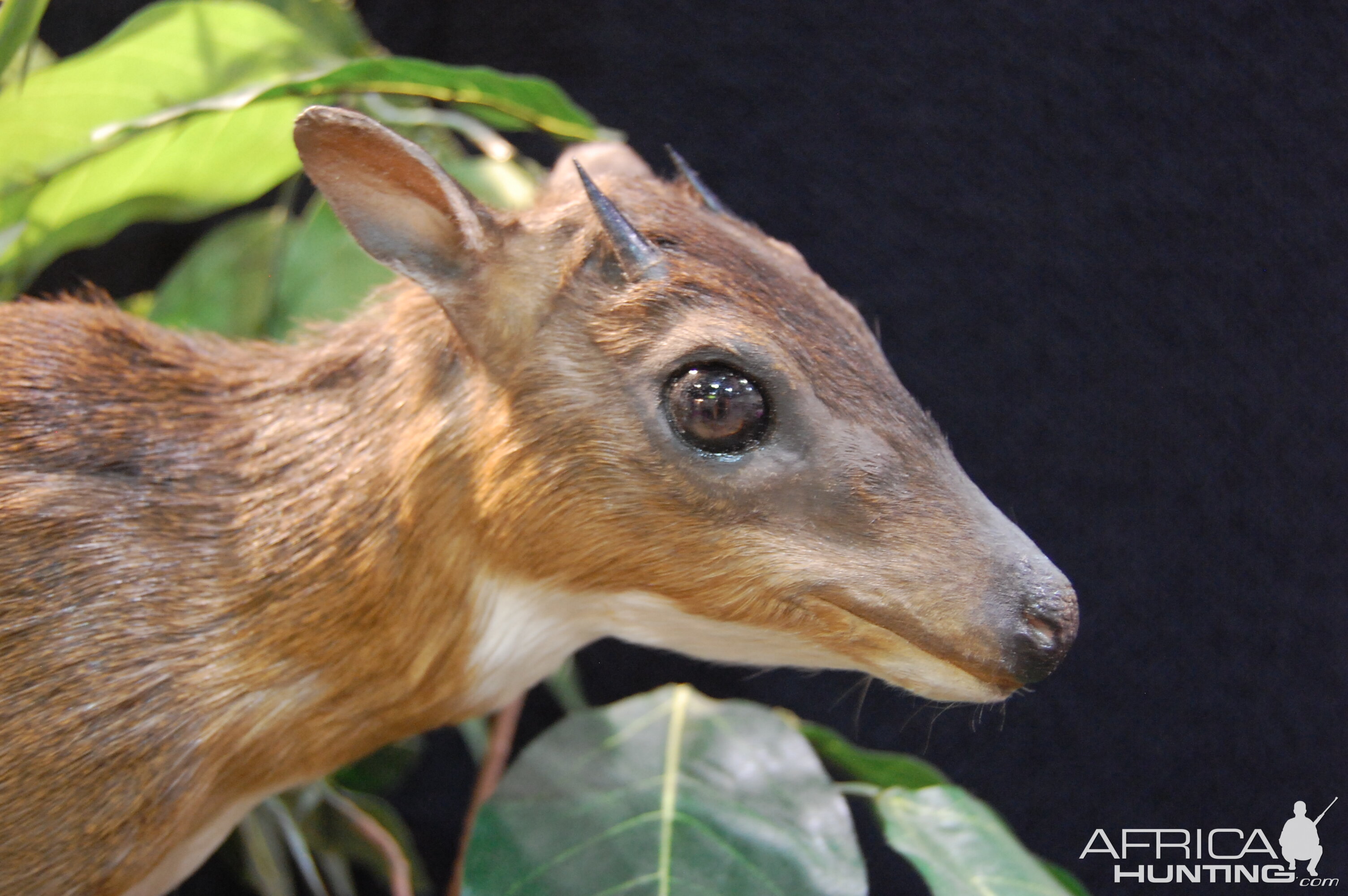 Taxidermy at Safari Club International Convention