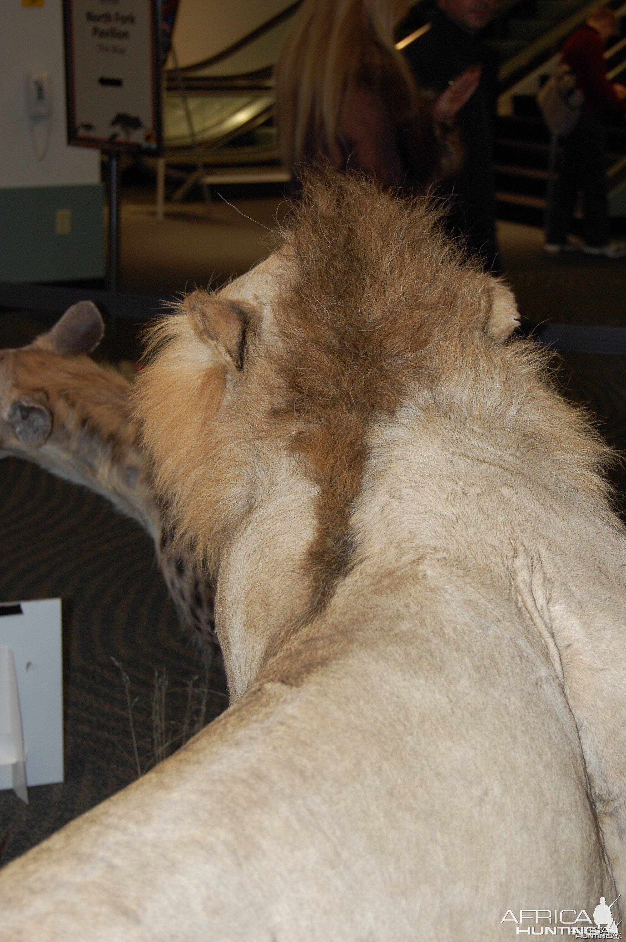 Taxidermy at Safari Club International Convention