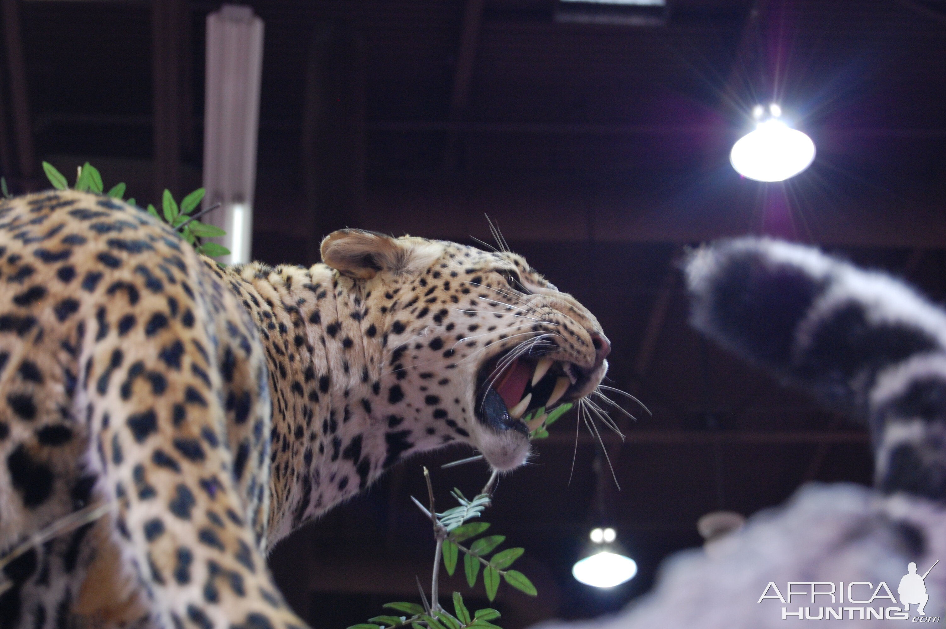 Taxidermy at Safari Club International Convention