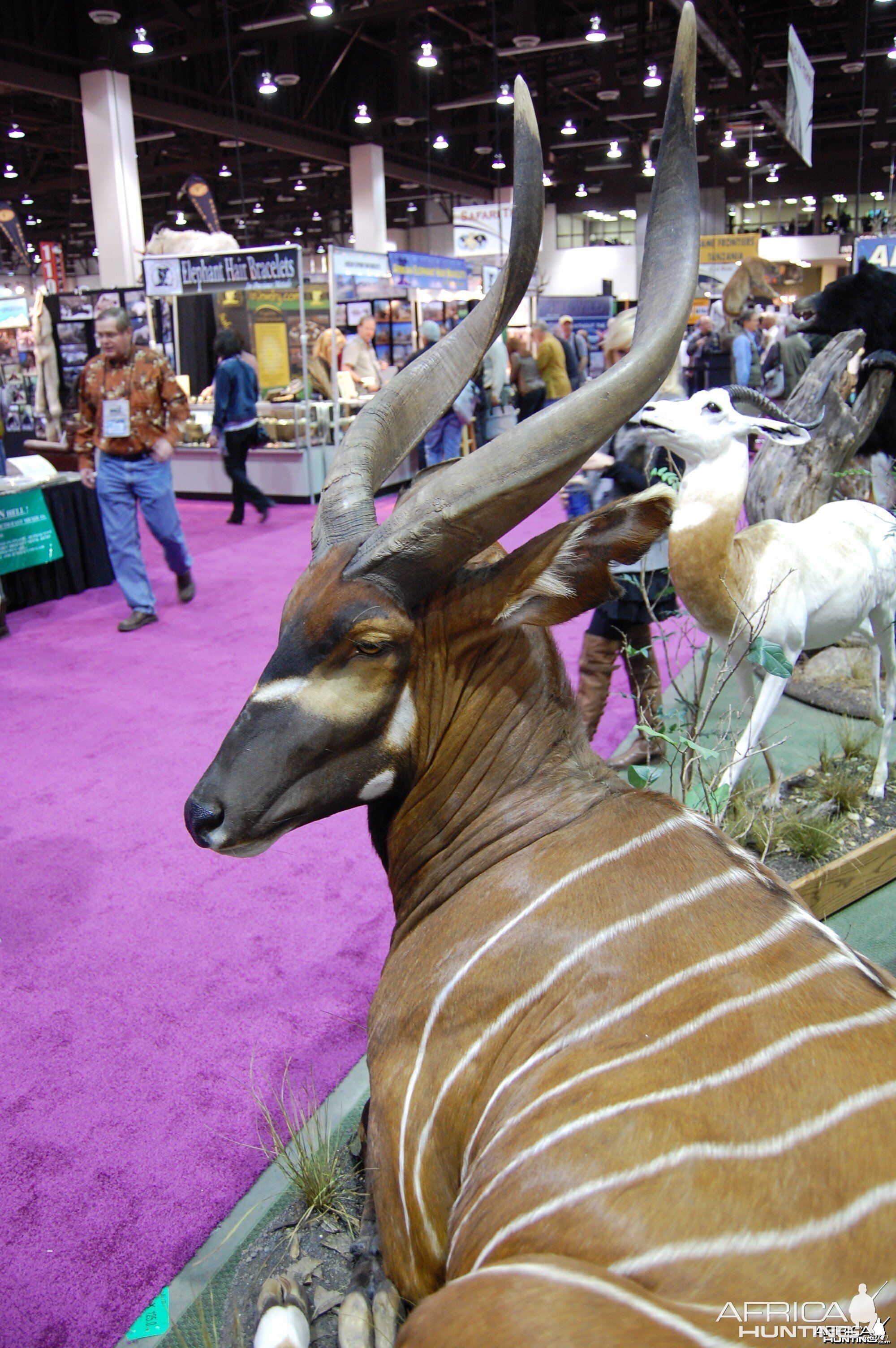 Taxidermy at Safari Club International Convention