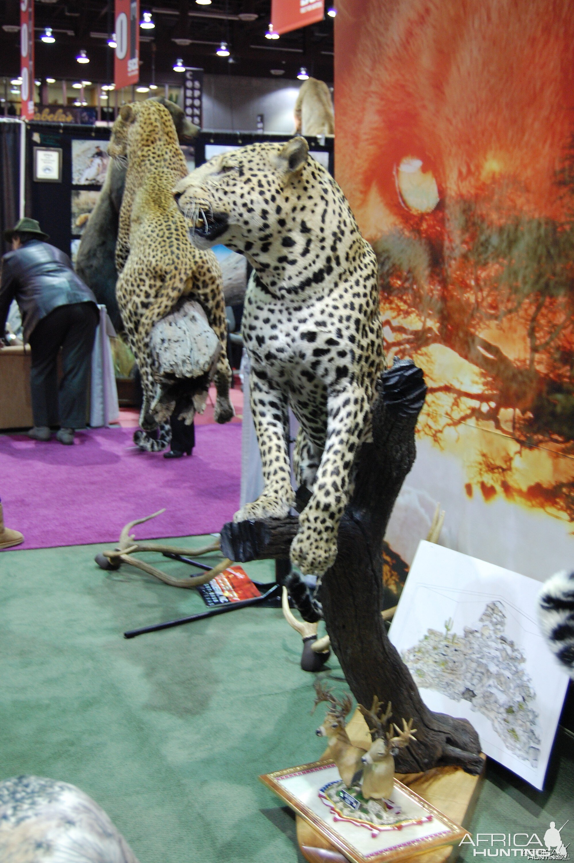 Taxidermy at Safari Club International Convention