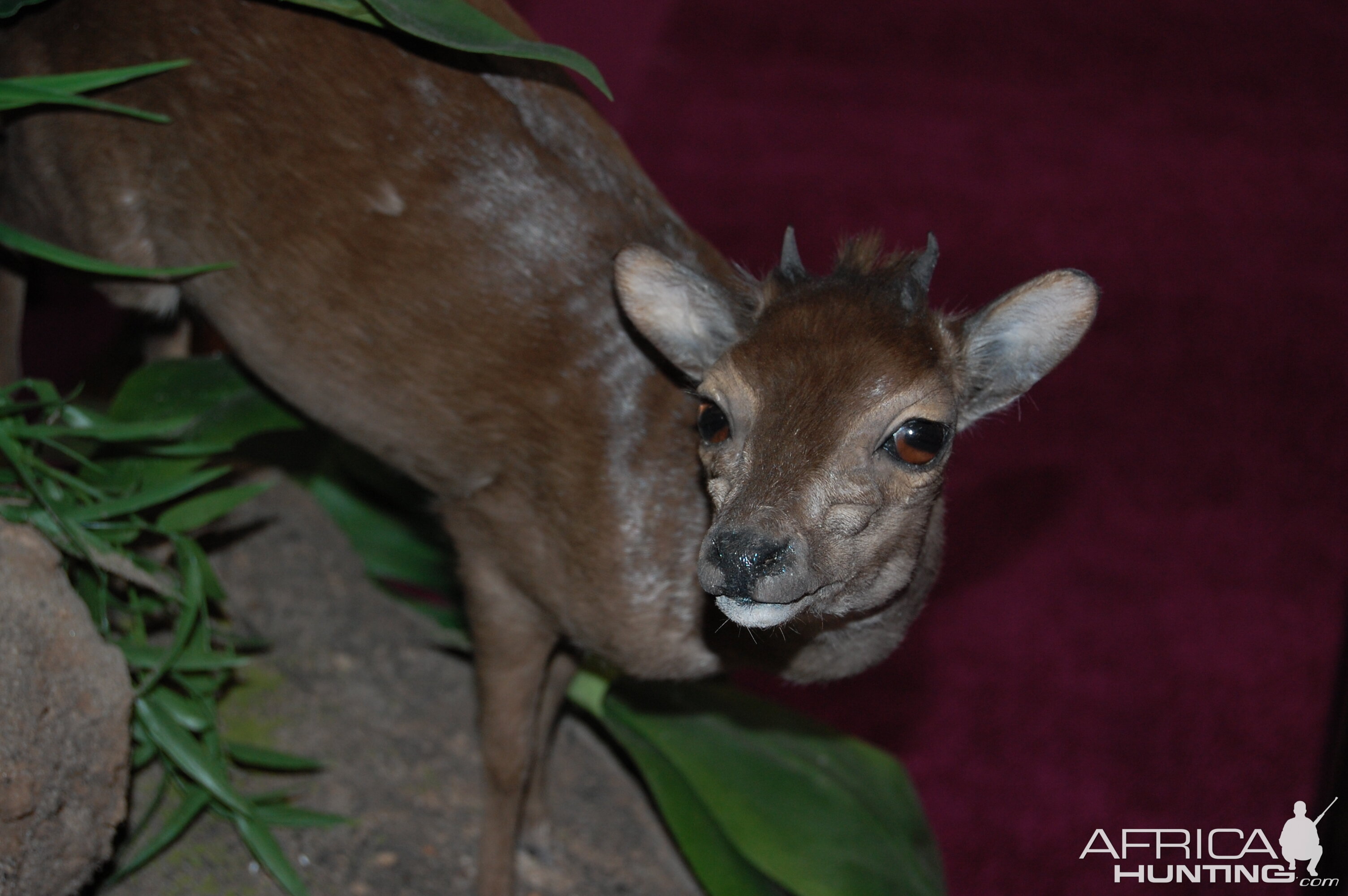 Taxidermy at Safari Club International Convention