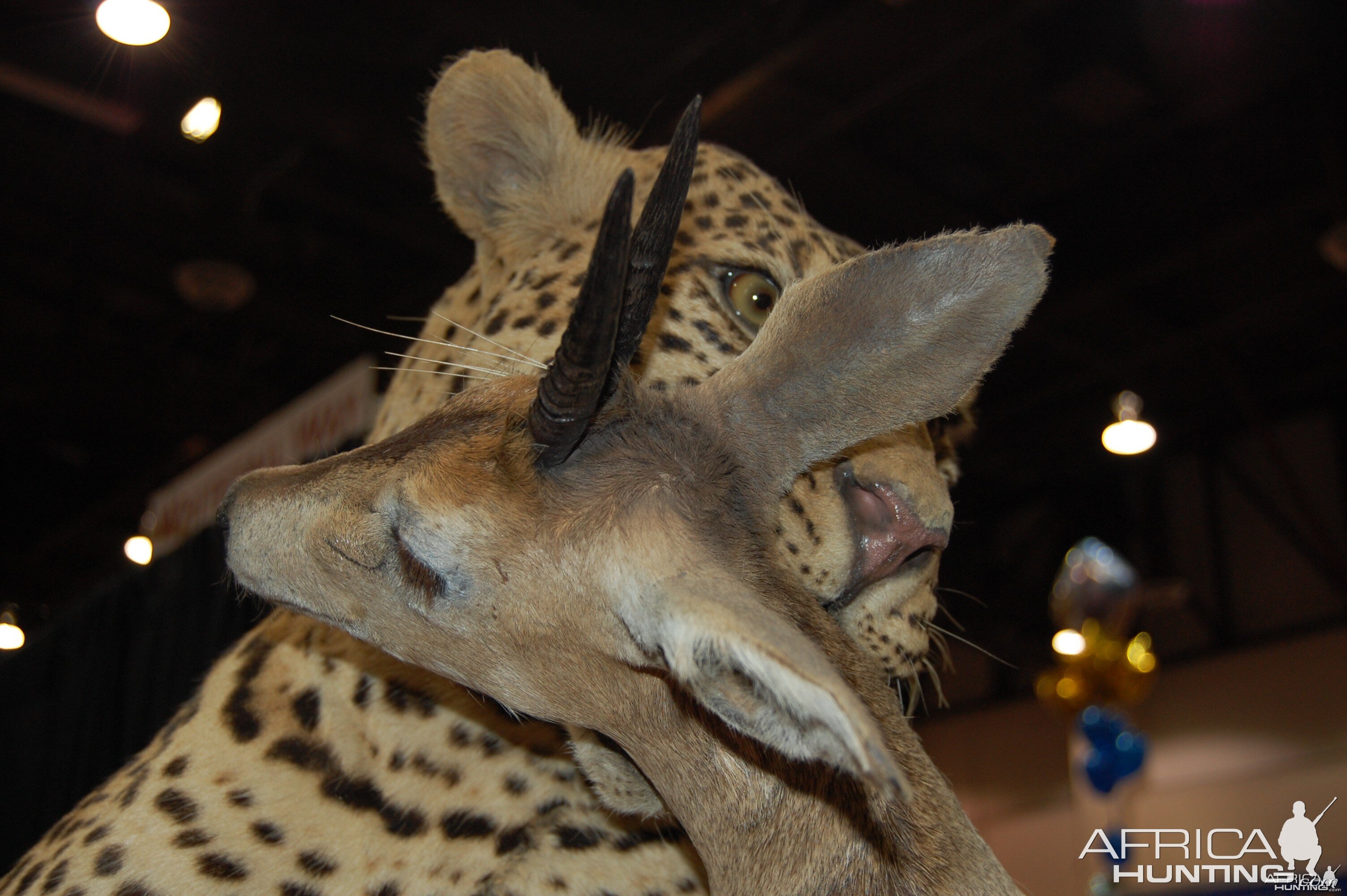 Taxidermy at Safari Club International Convention