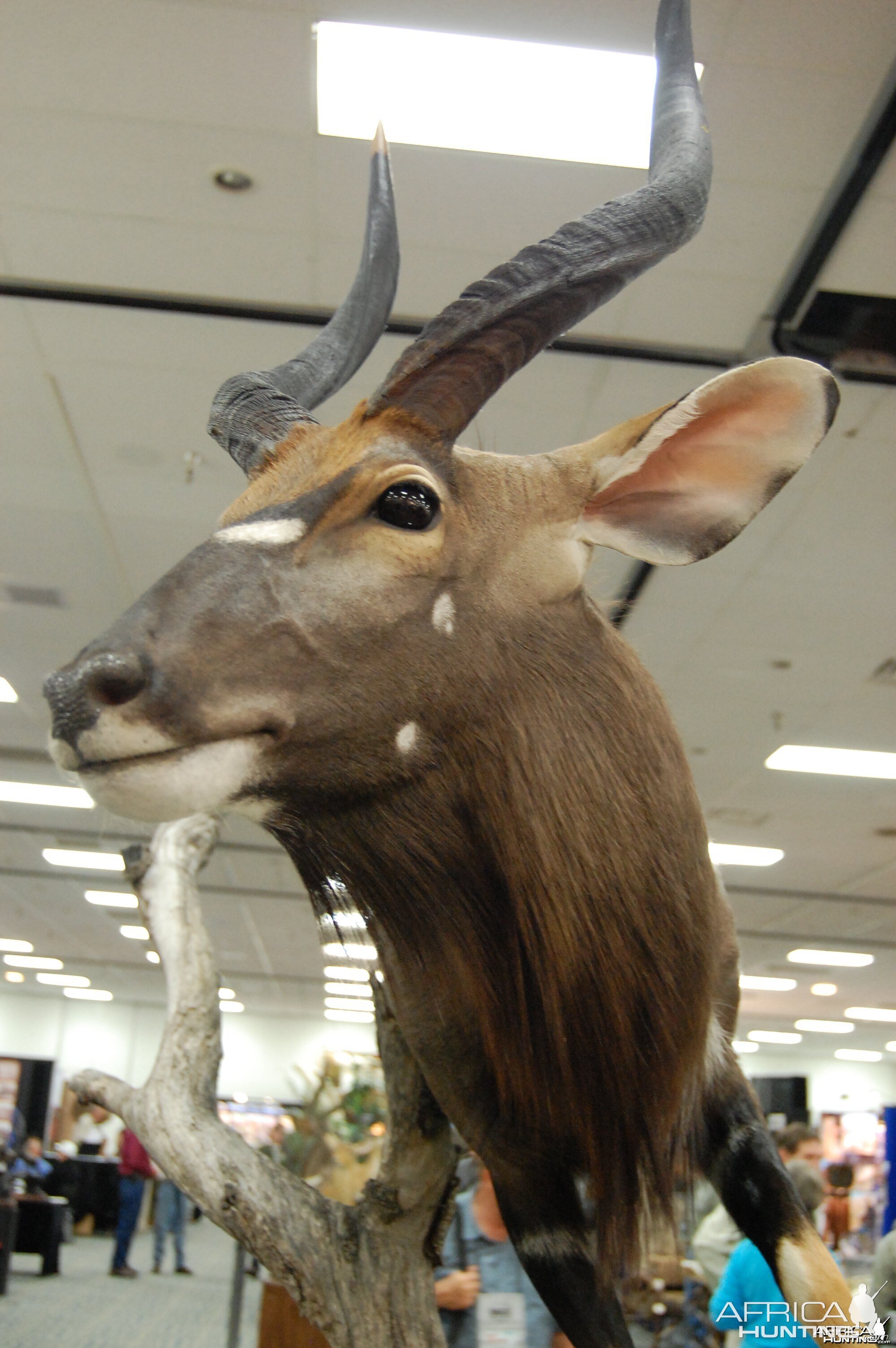 Taxidermy at Safari Club International Convention