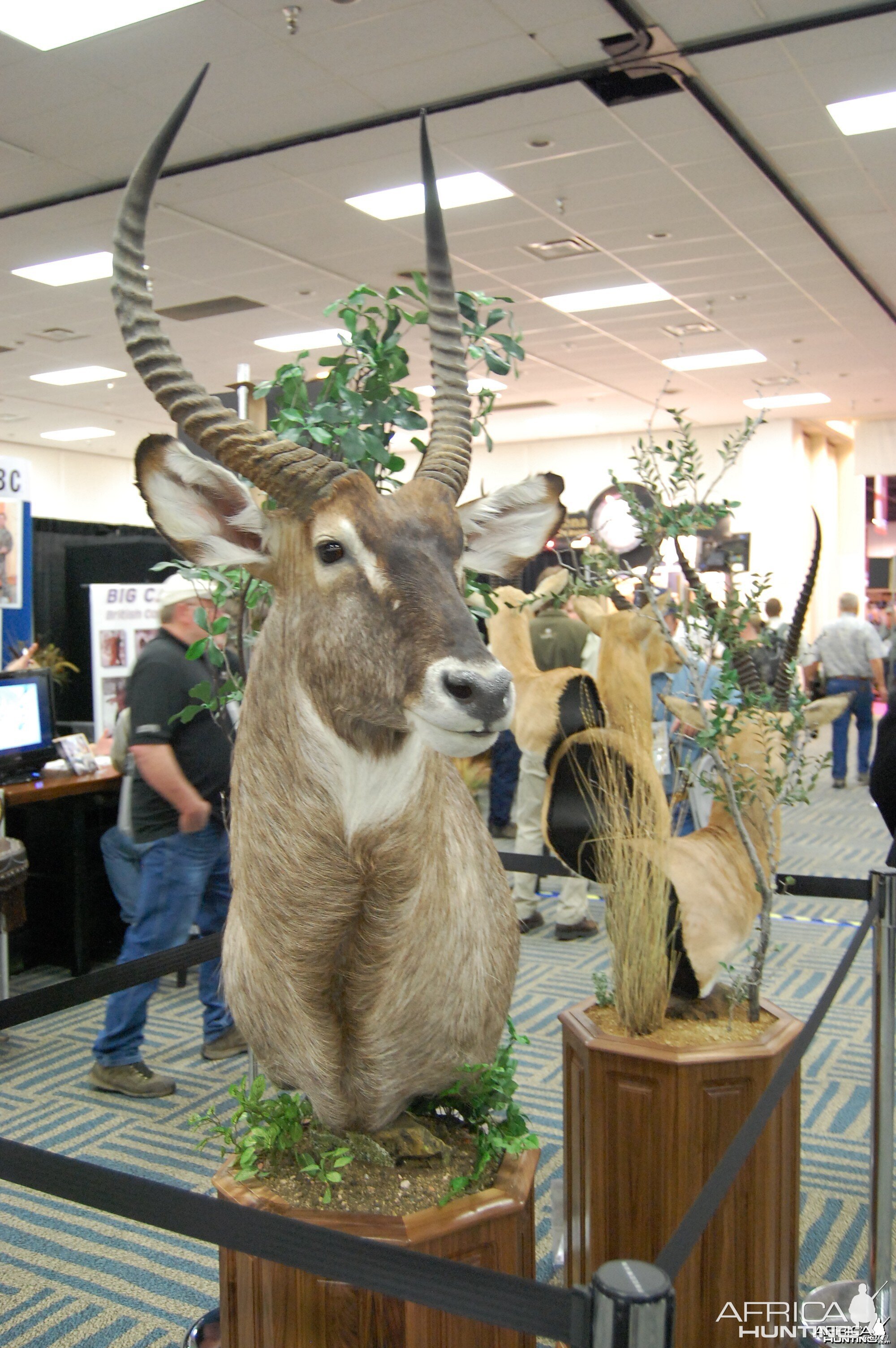 Taxidermy at Safari Club International Convention