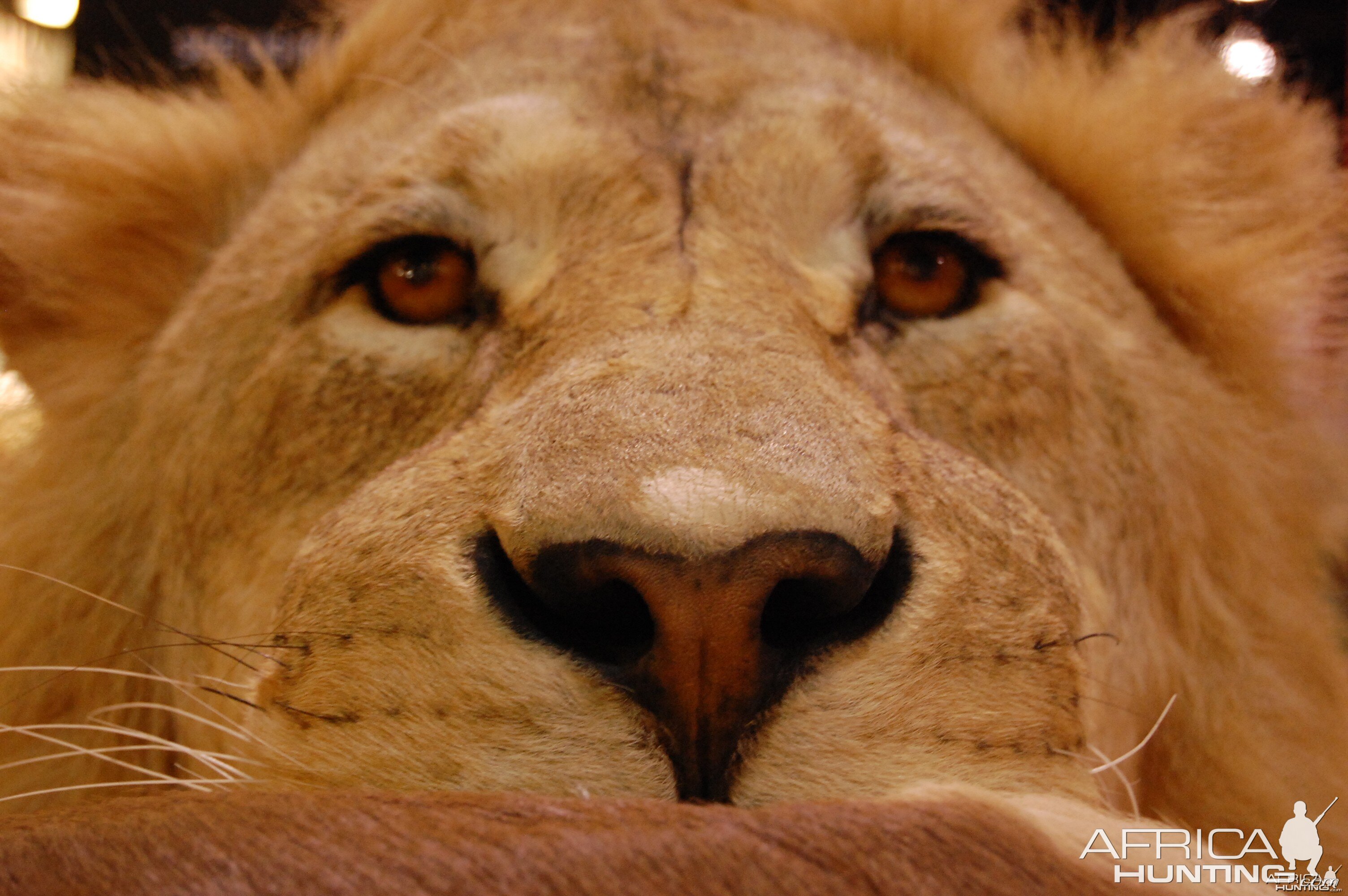 Taxidermy at Safari Club International Convention