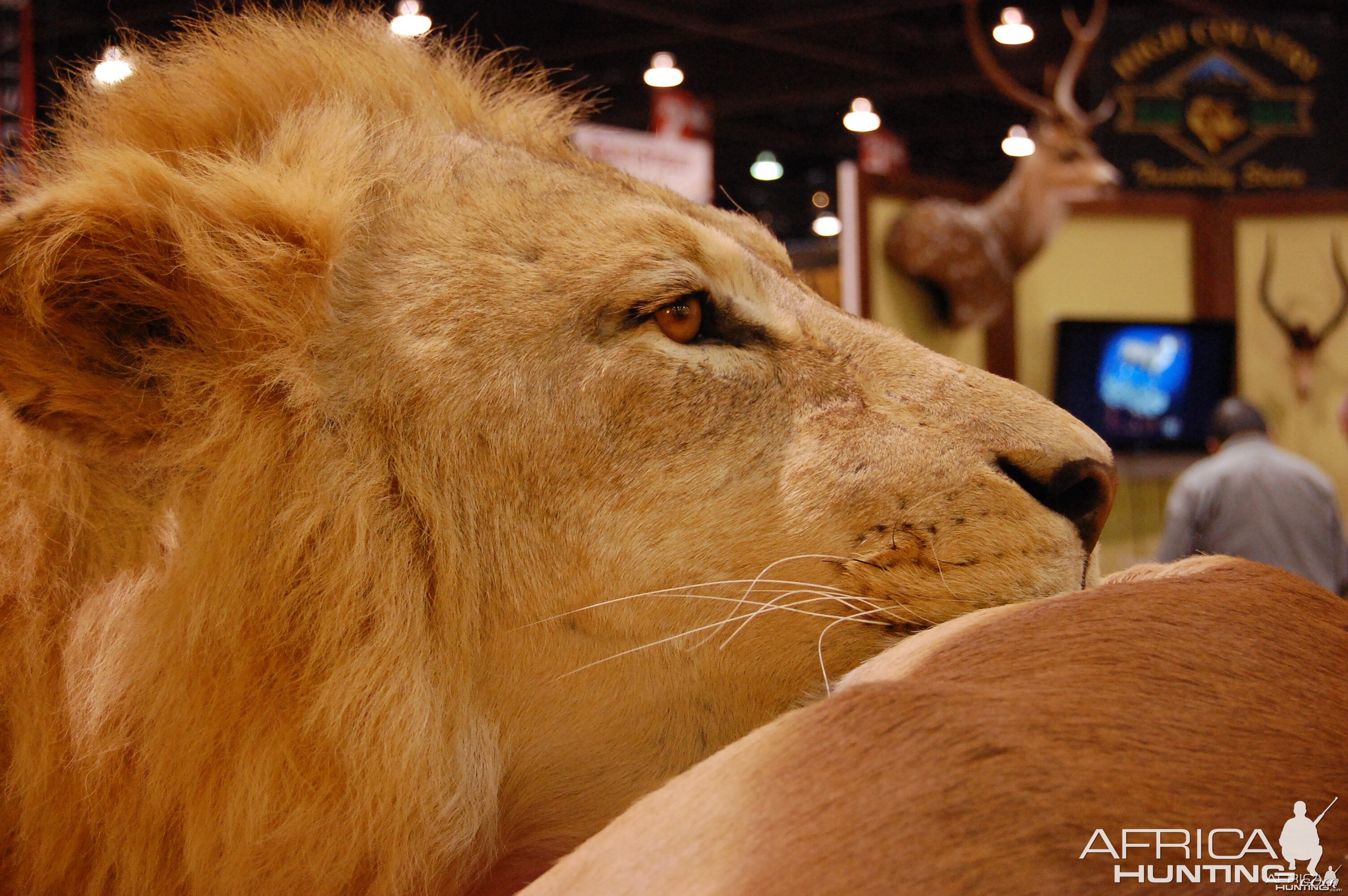 Taxidermy at Safari Club International Convention