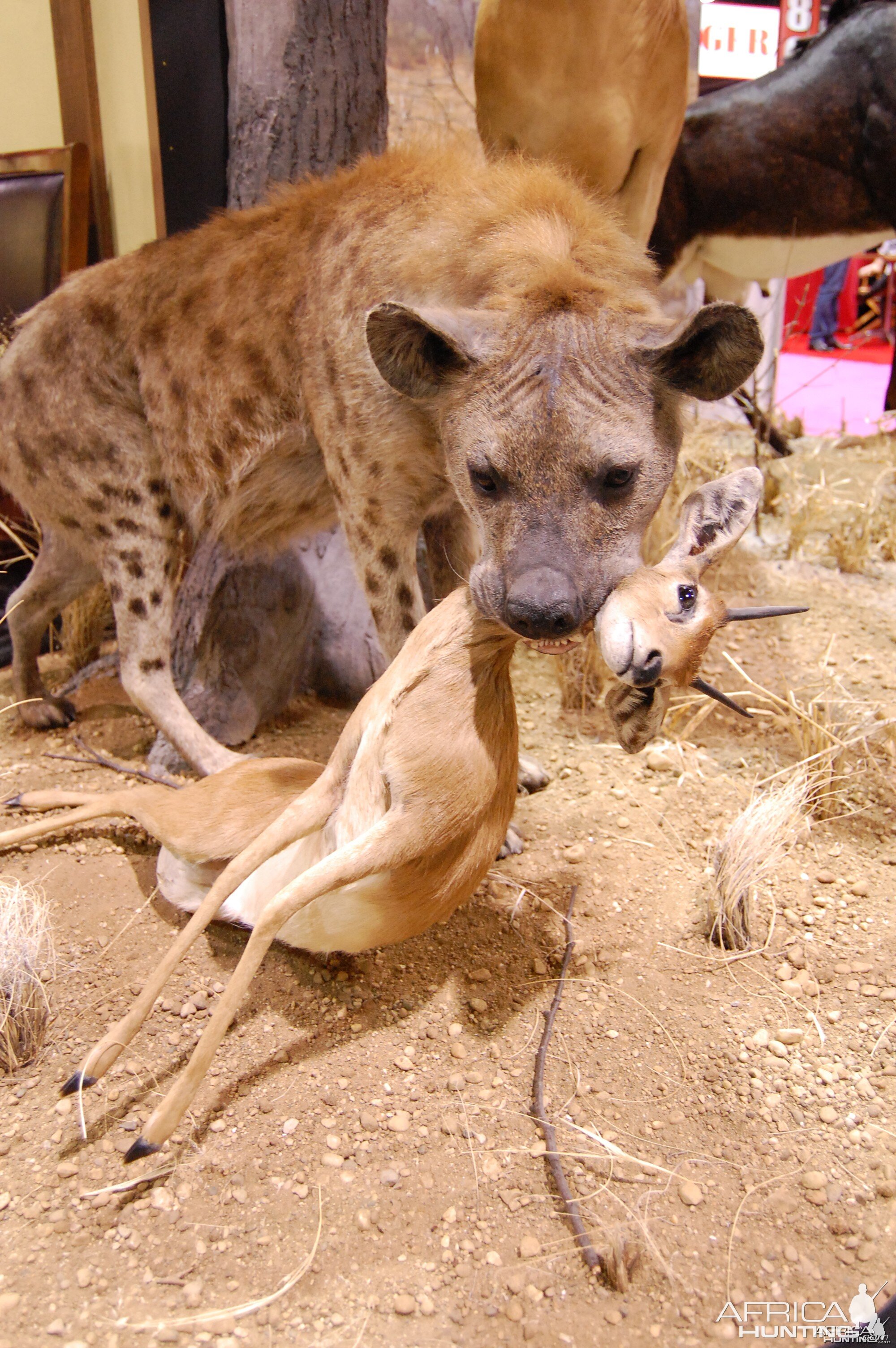 Taxidermy at Safari Club International Convention