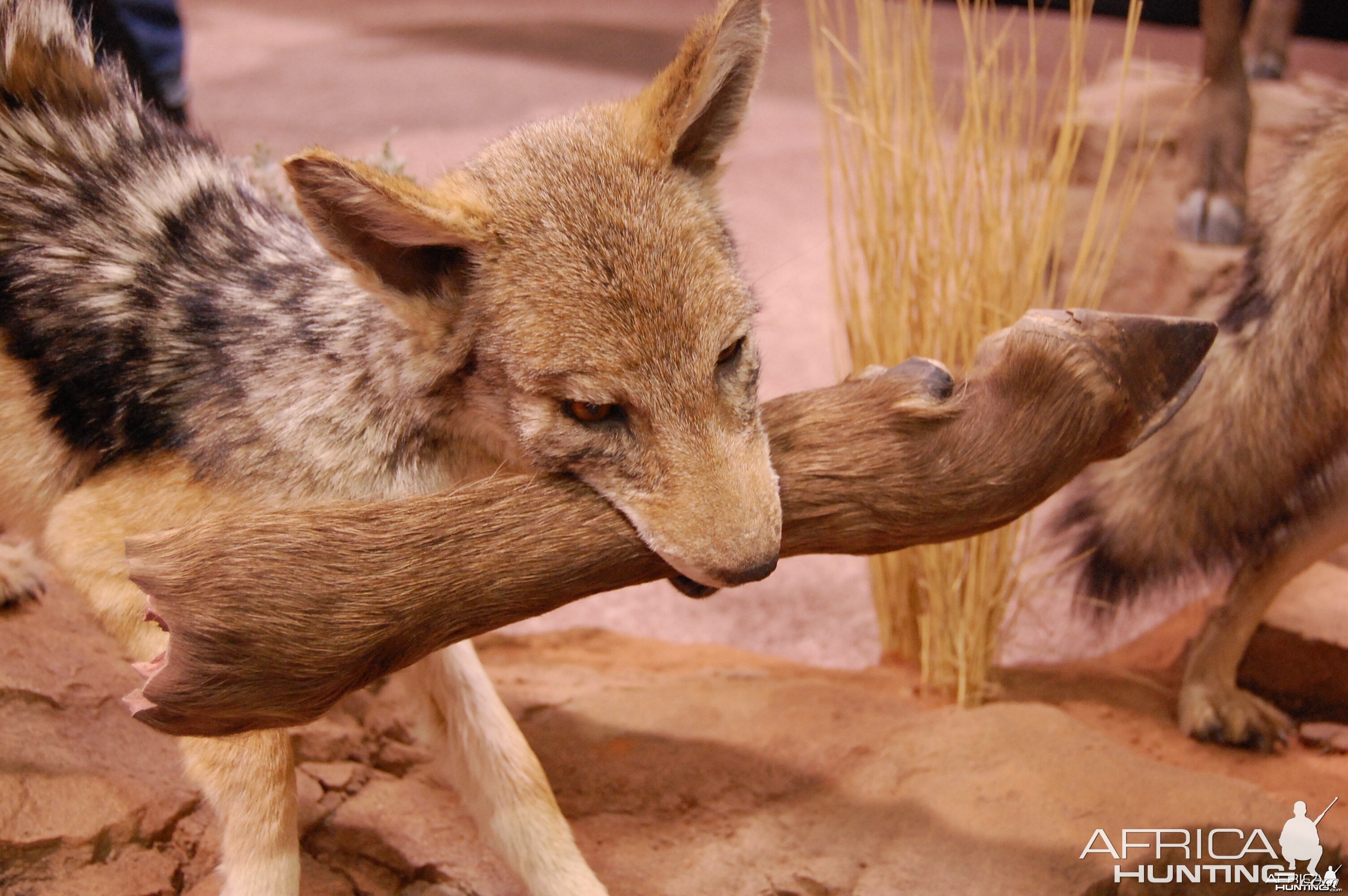 Taxidermy at Safari Club International Convention