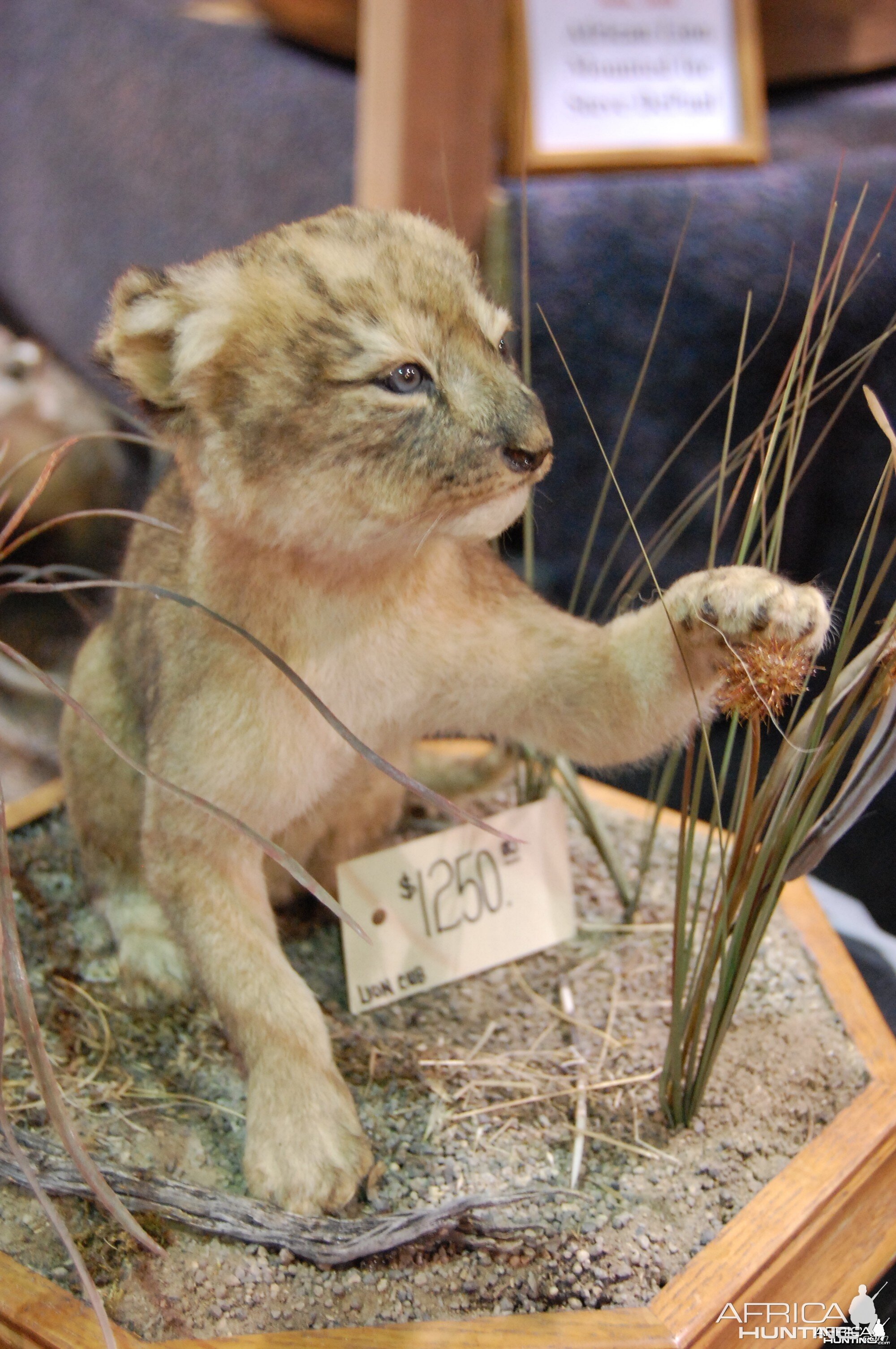 Taxidermy at Safari Club International Convention