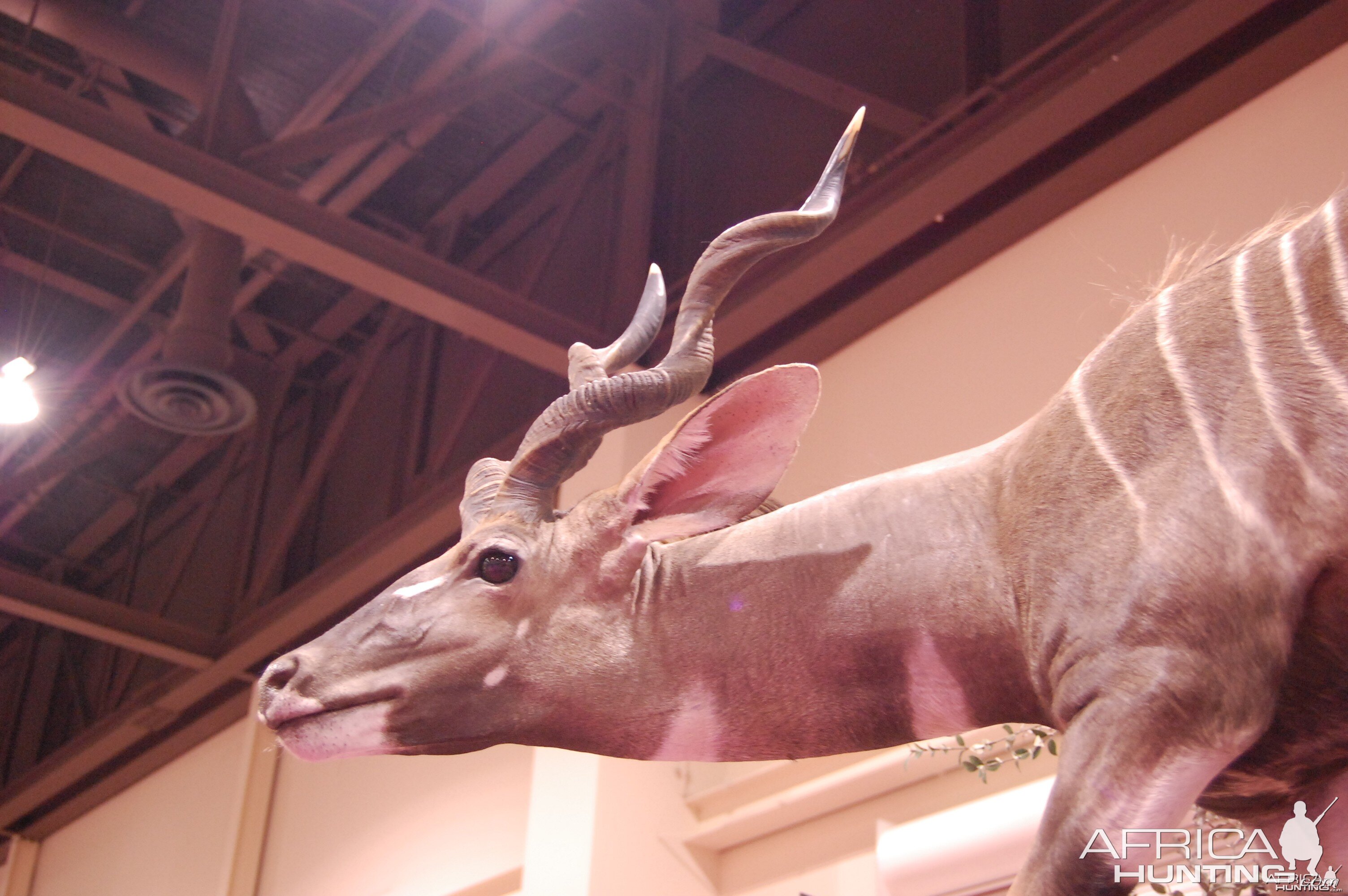 Taxidermy at Safari Club International Convention