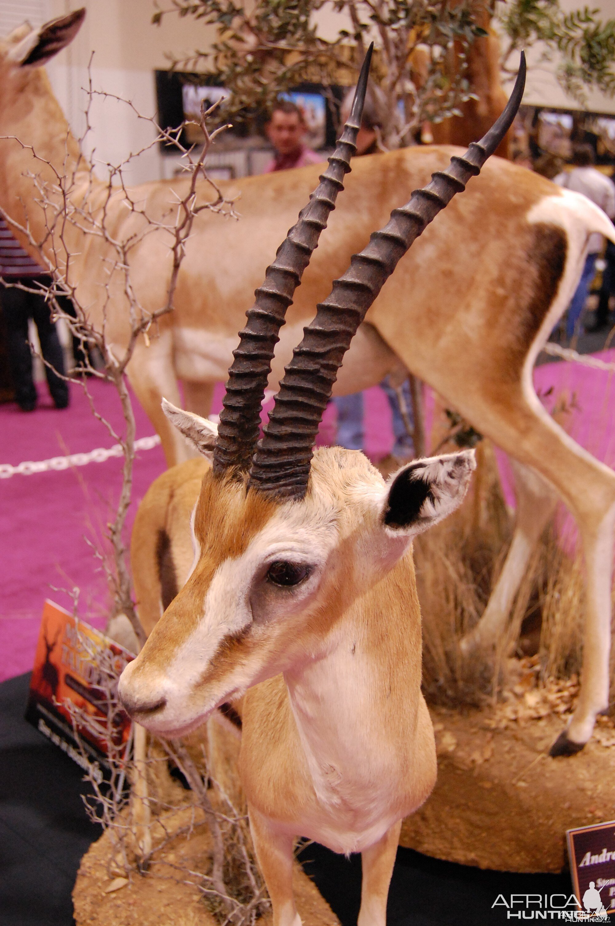 Taxidermy at Safari Club International Convention