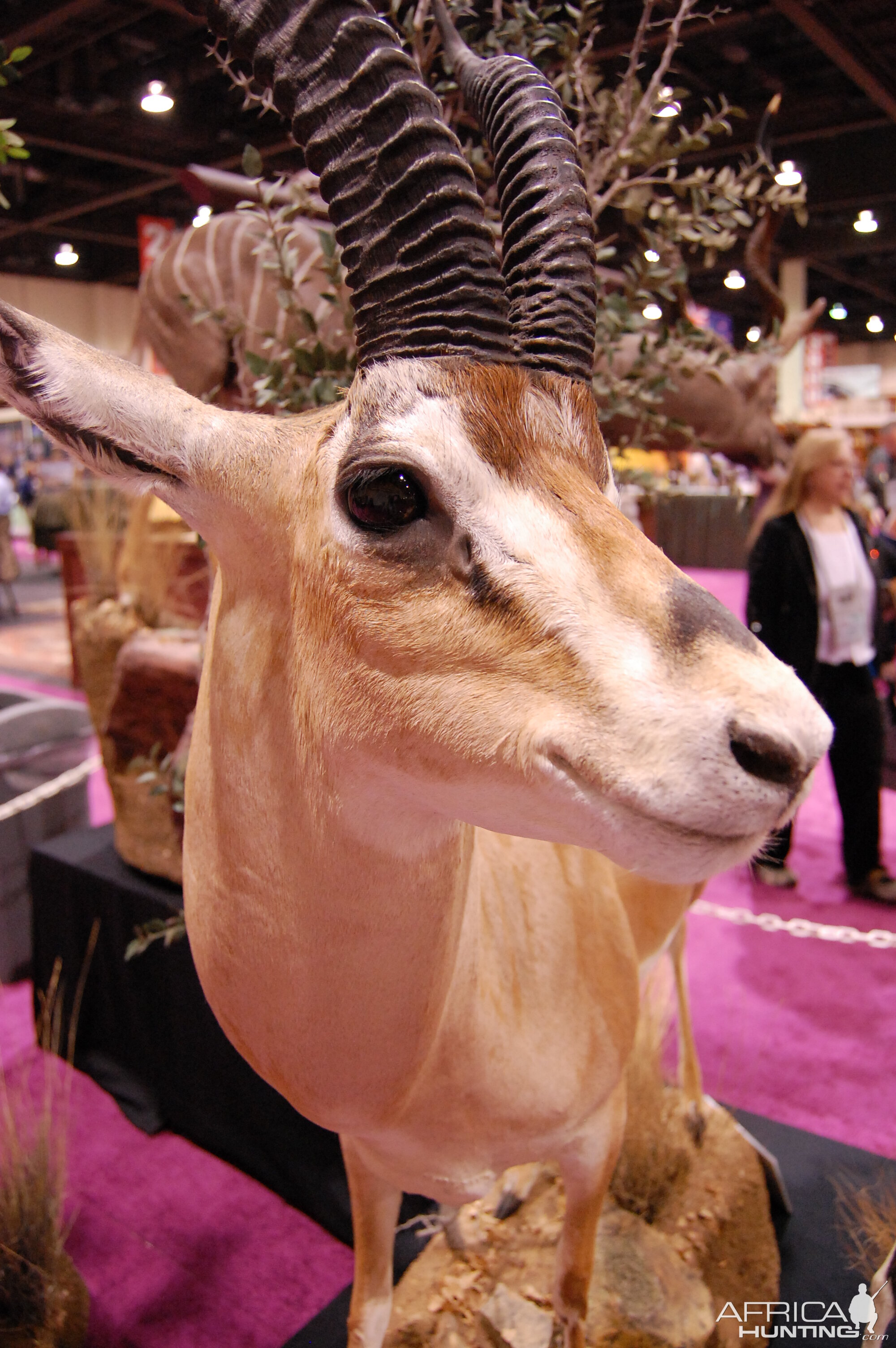 Taxidermy at Safari Club International Convention