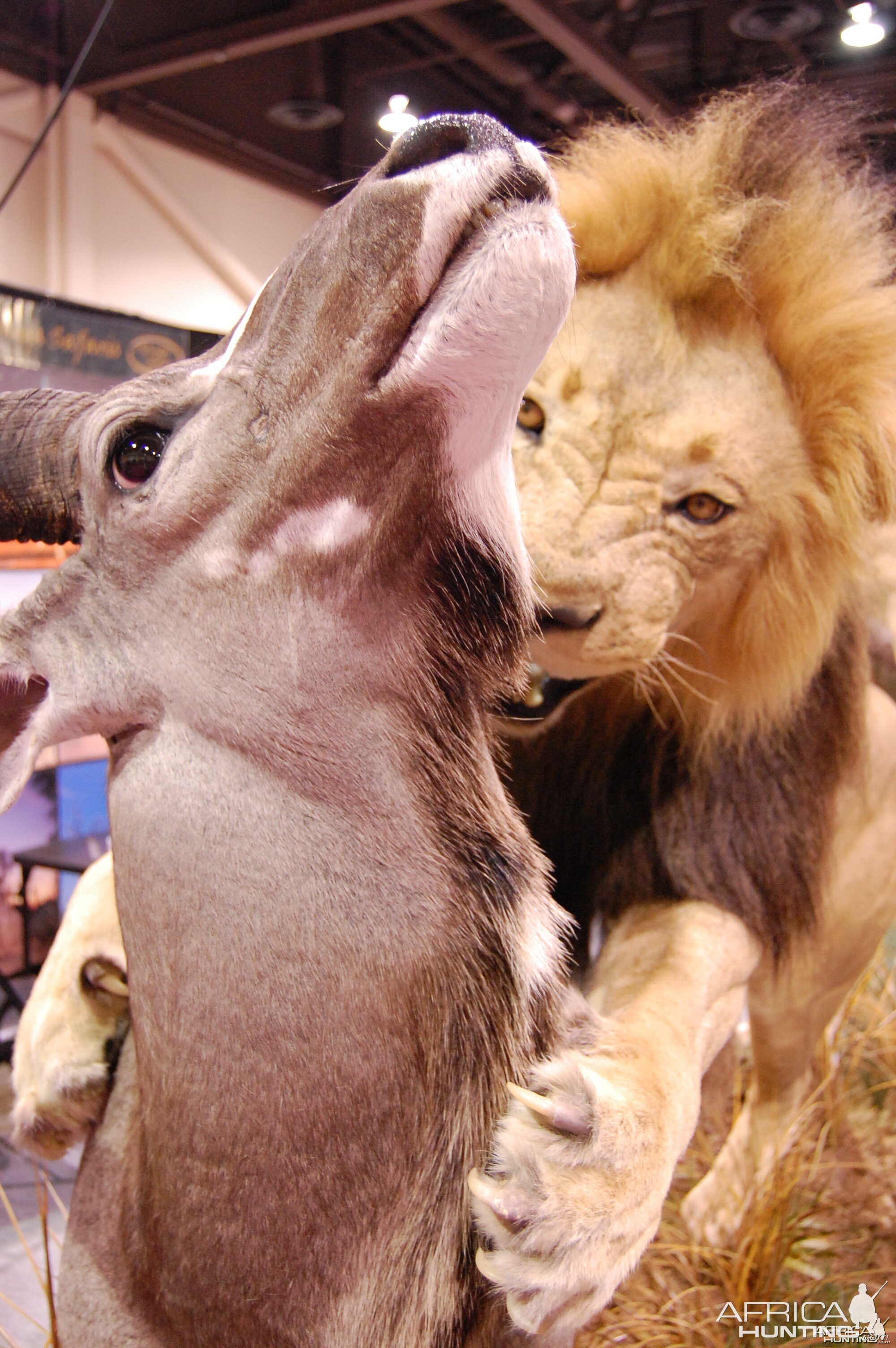 Taxidermy at Safari Club International Convention