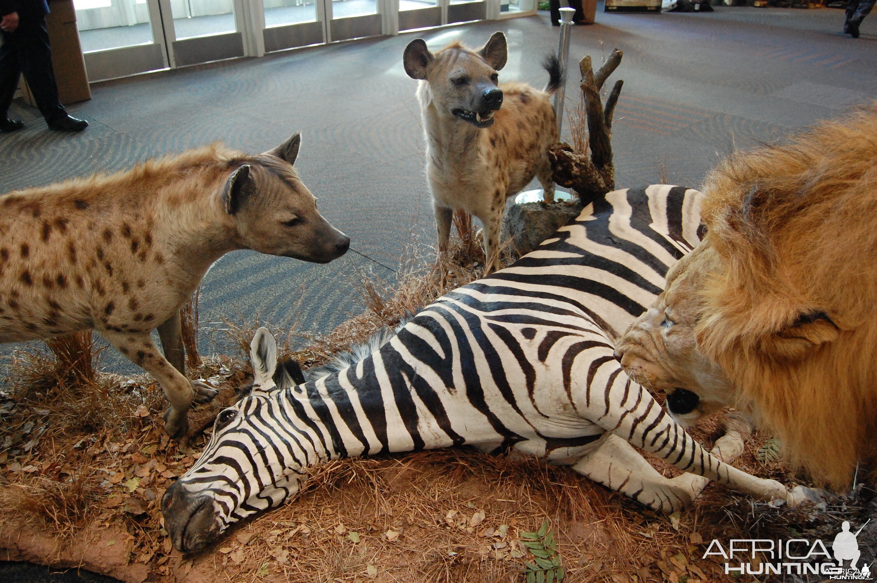 Taxidermy at Safari Club International Convention