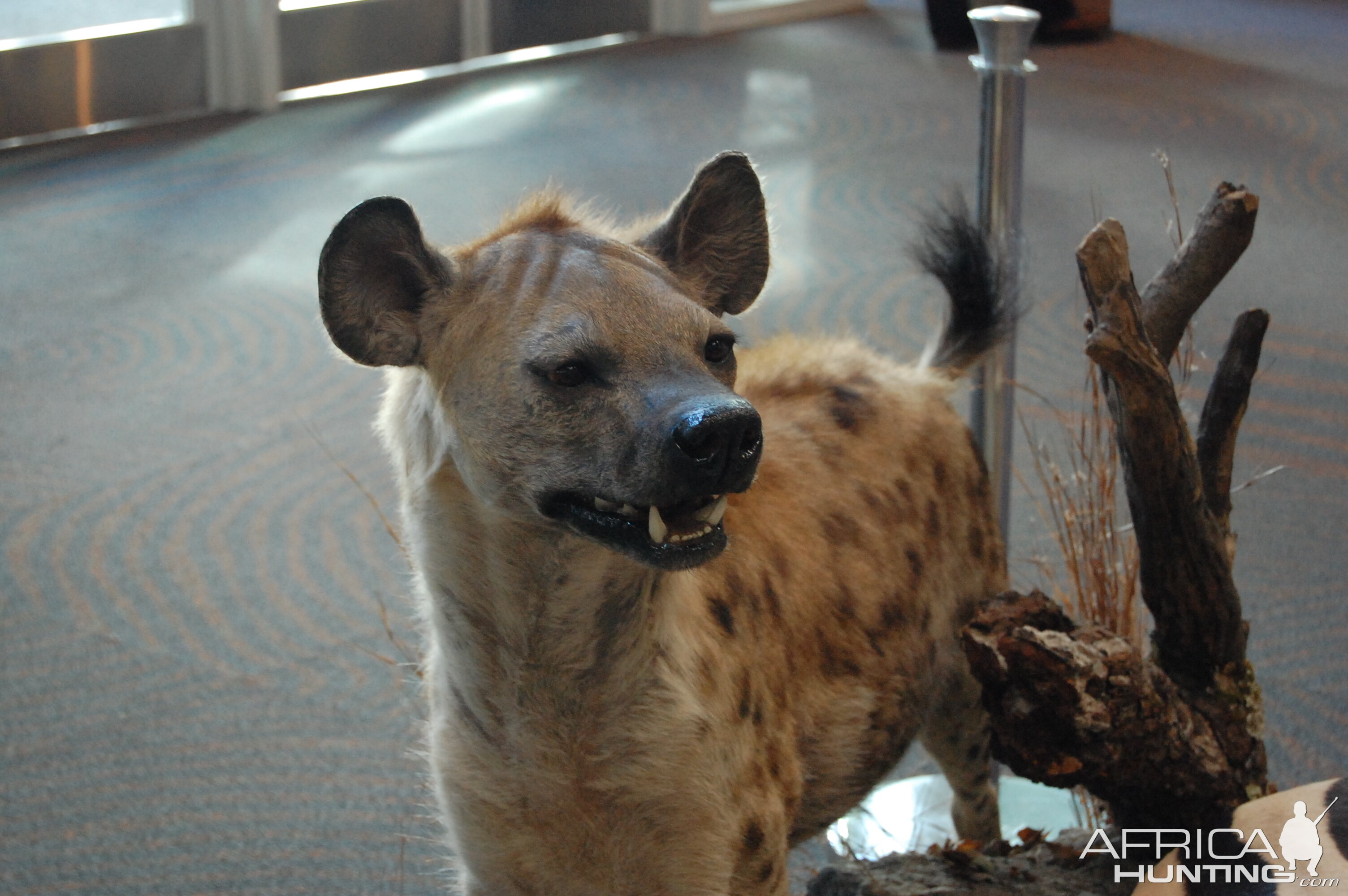 Taxidermy at Safari Club International Convention