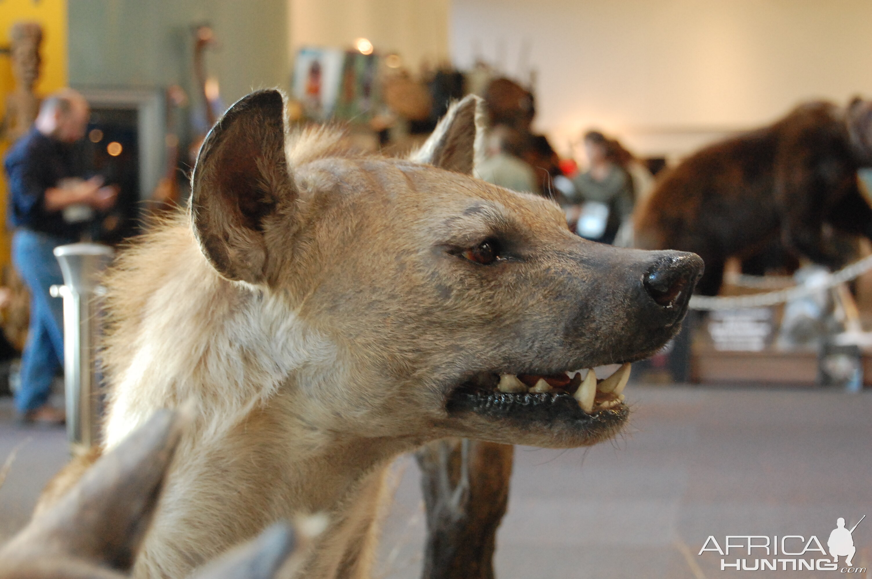 Taxidermy at Safari Club International Convention