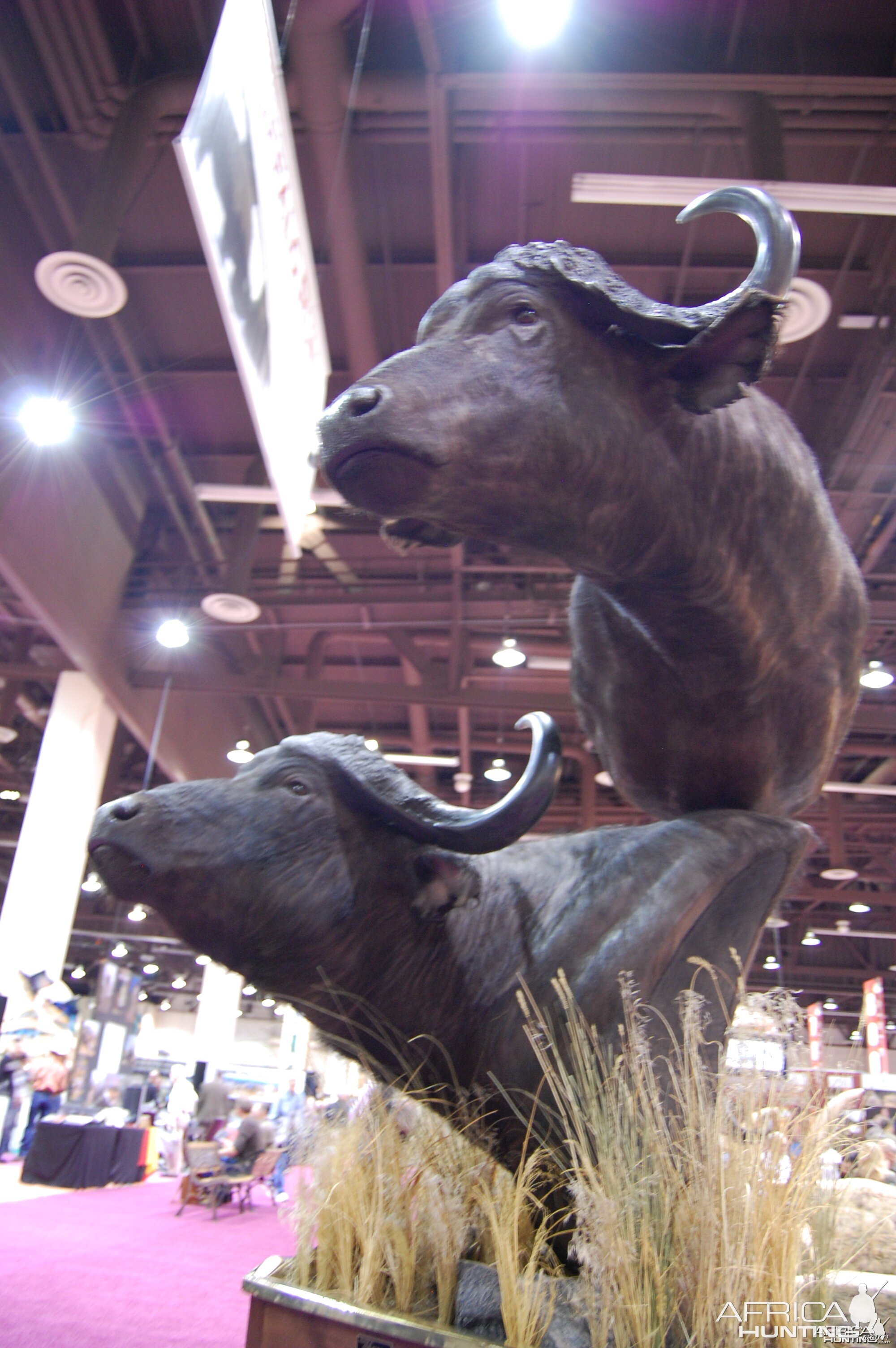 Taxidermy at Safari Club International Convention